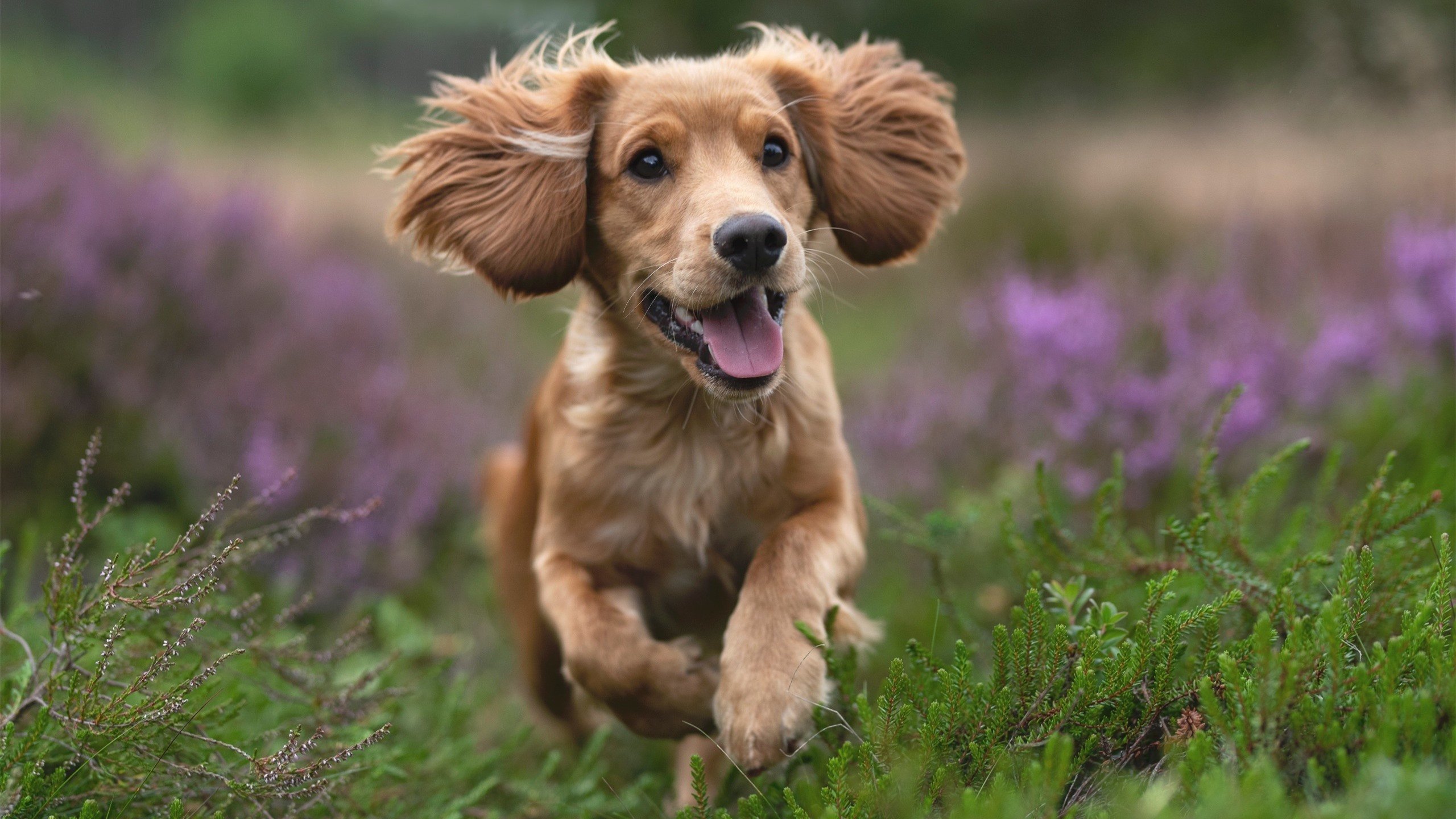 汪星人 奔跑 草丛 可爱
