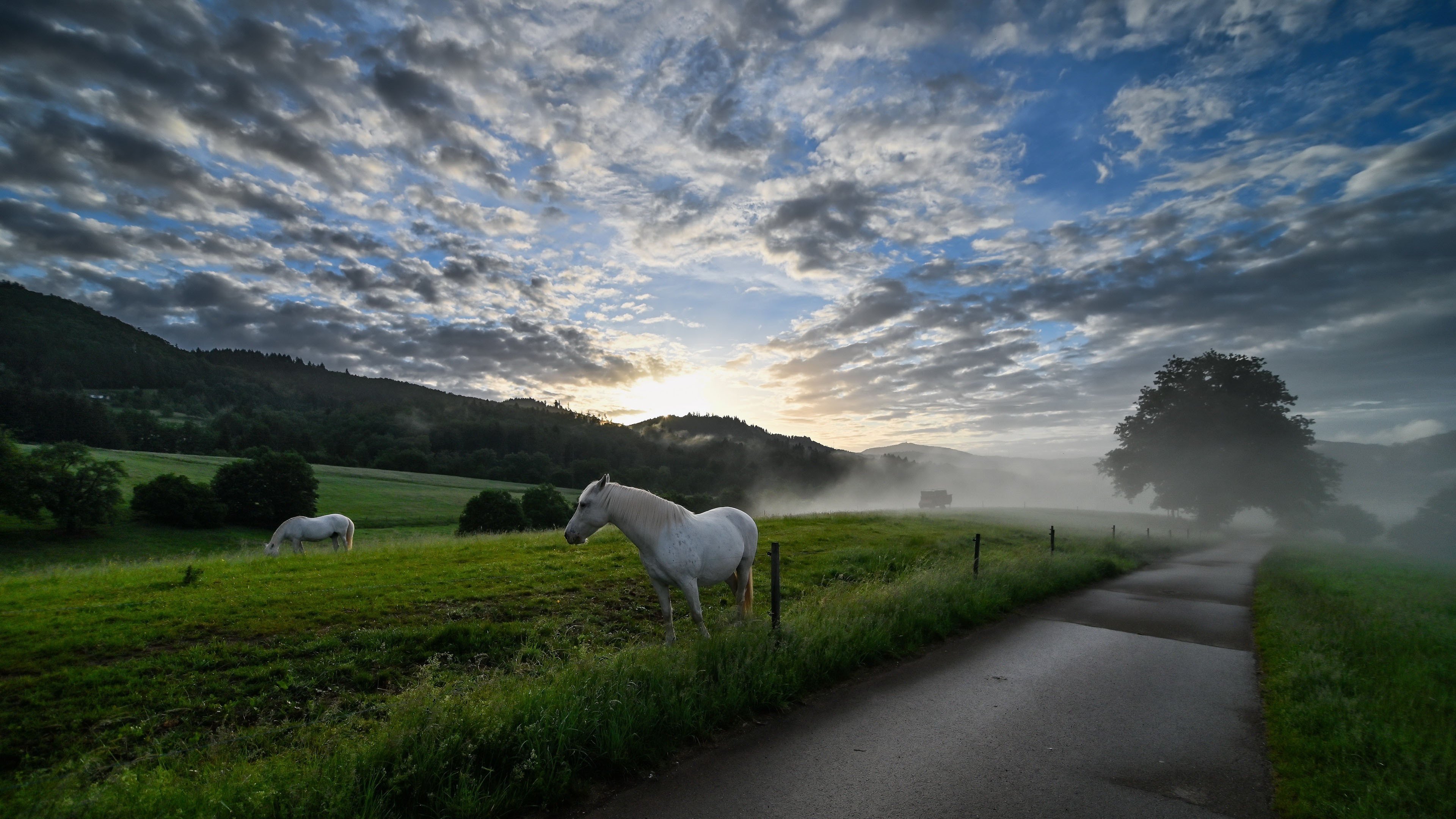 白马 骏马 庄园 日出 草原