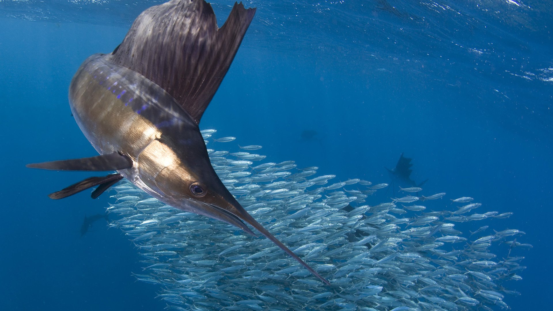 海底世界 鱼群 深海 剑鱼