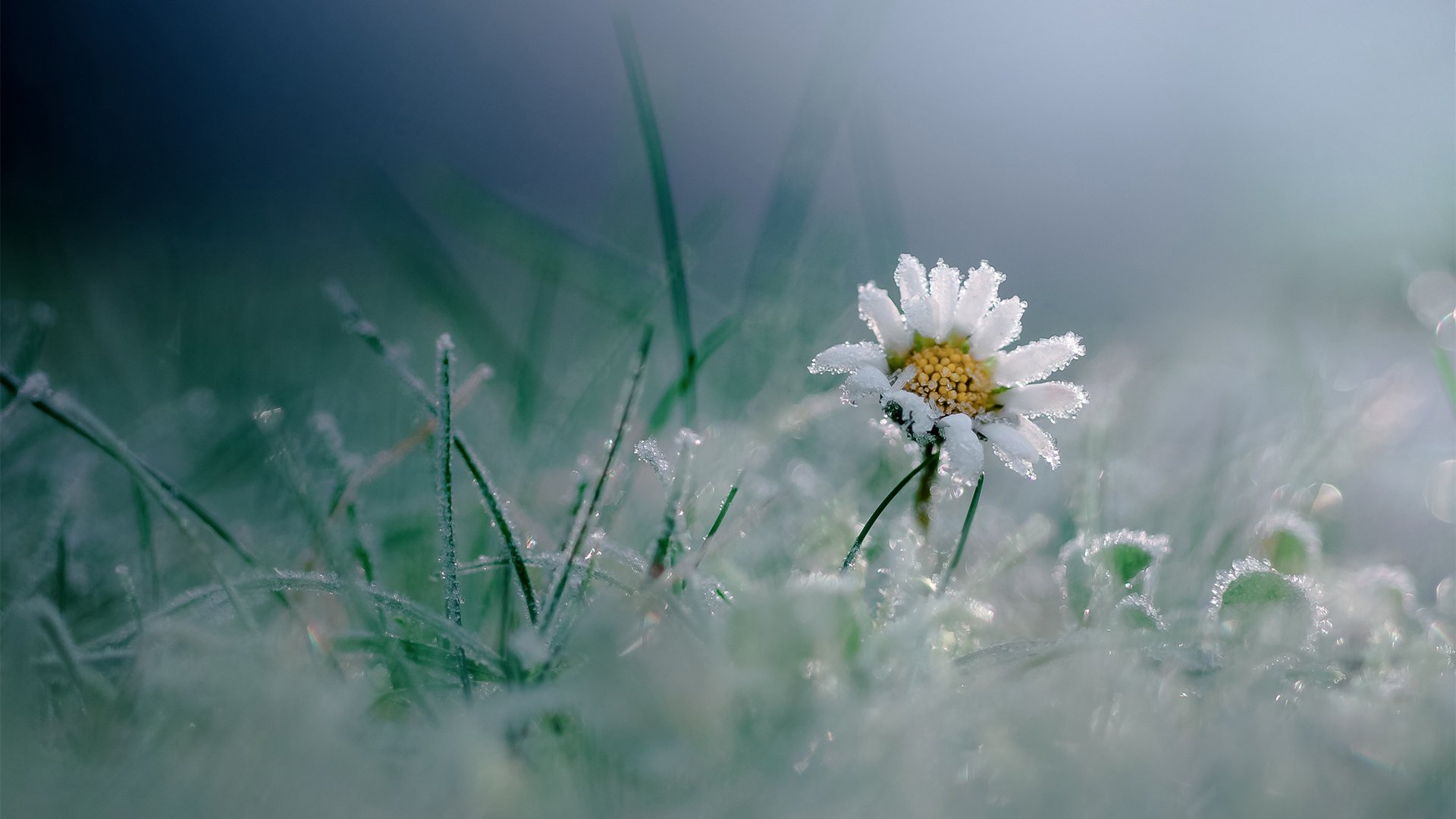 鸟语花香 木春菊