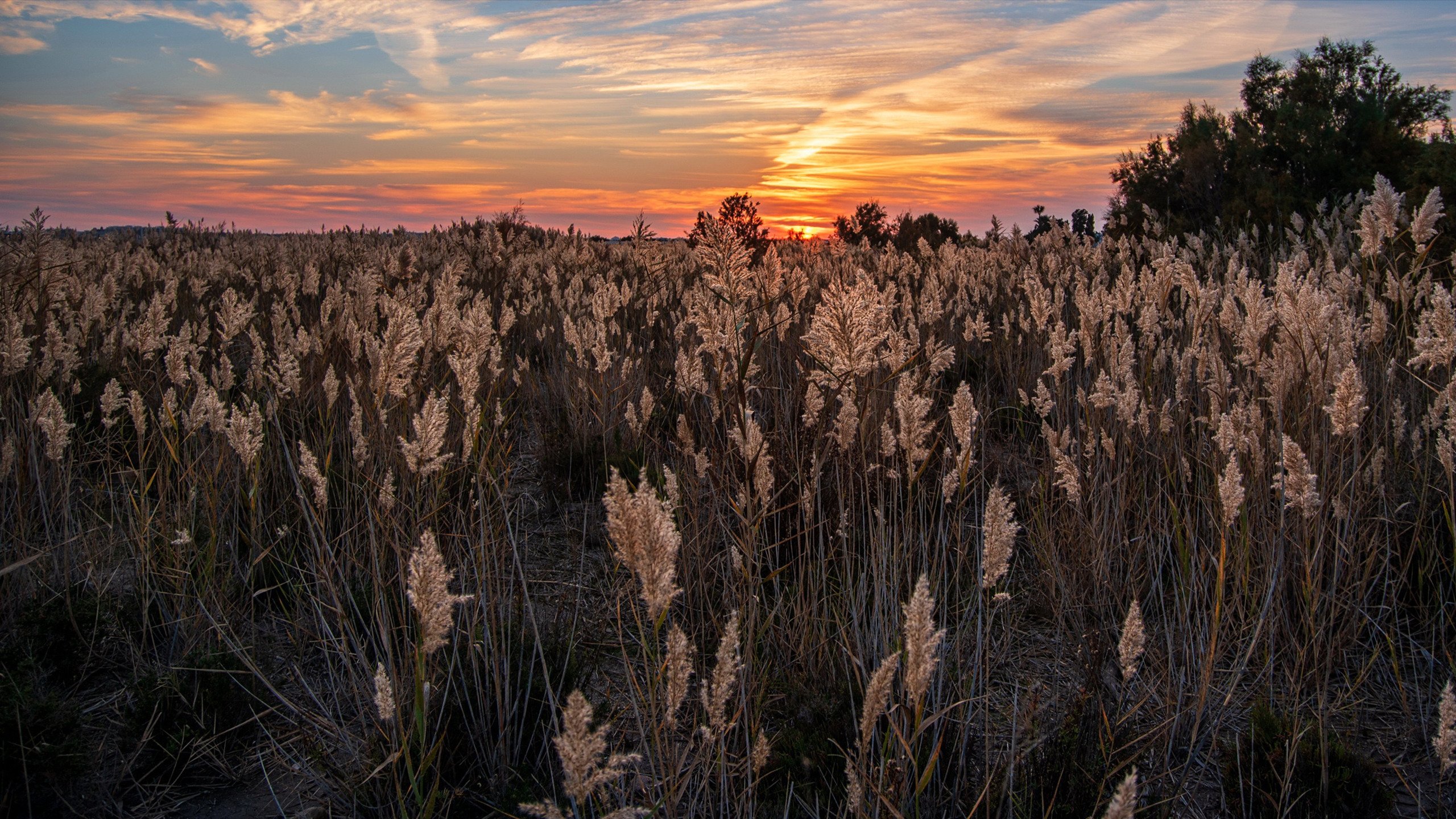 落日余晖 芦苇 夕阳