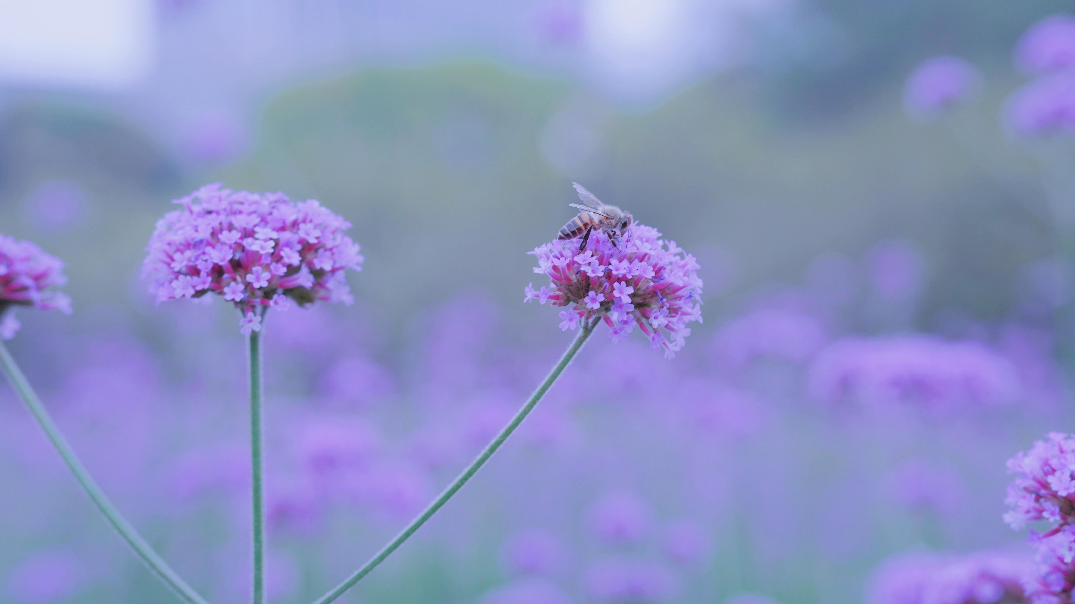 舒缓压力  马鞭草  紫色  清新  唯美  淡雅