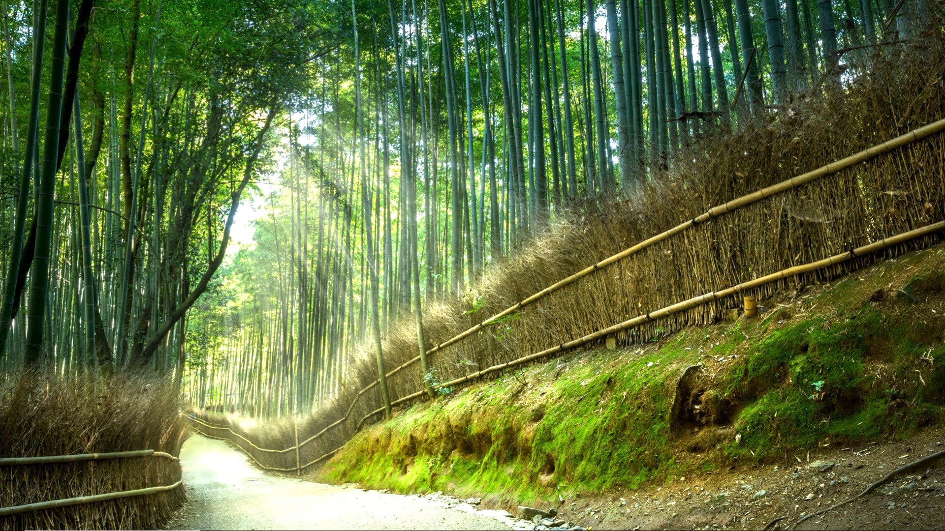 炎炎夏日 竹子 竹林 小路