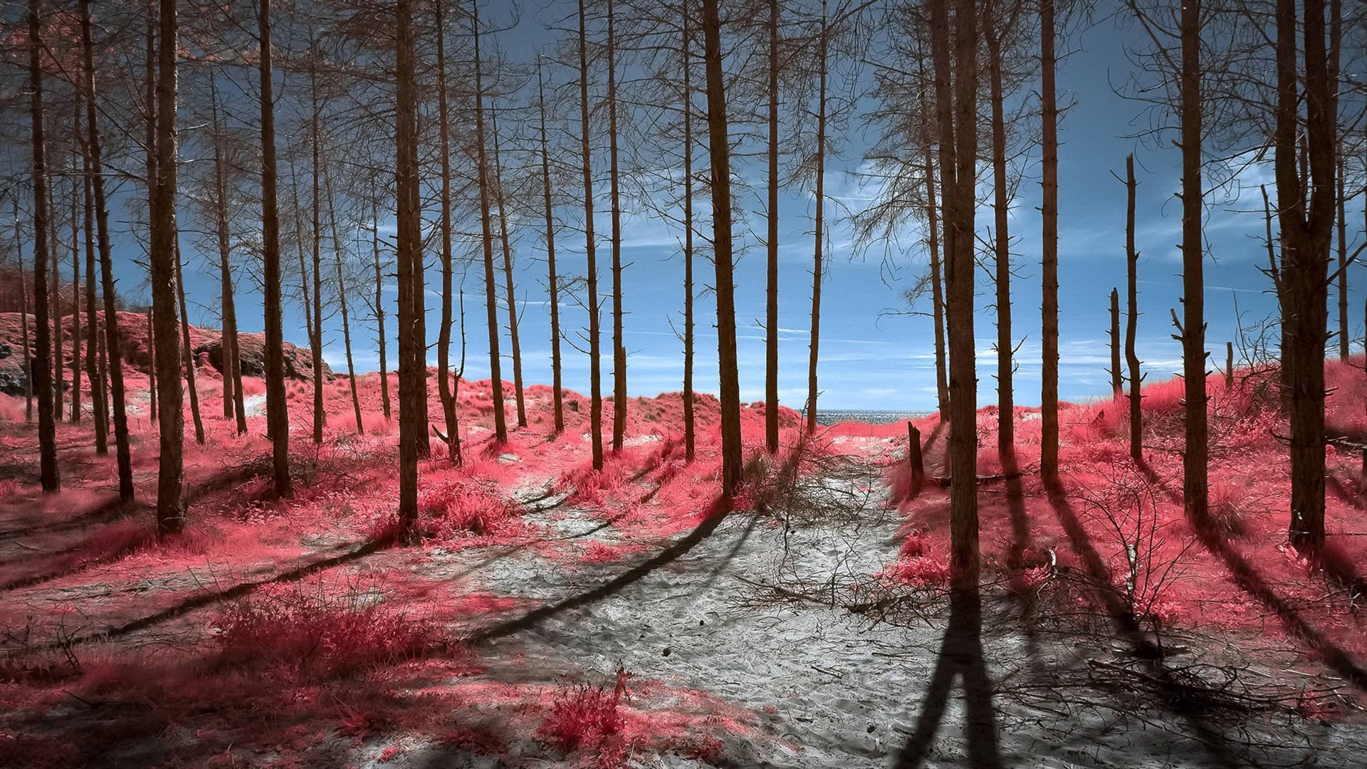 秋意正浓 红树林 落叶 红叶