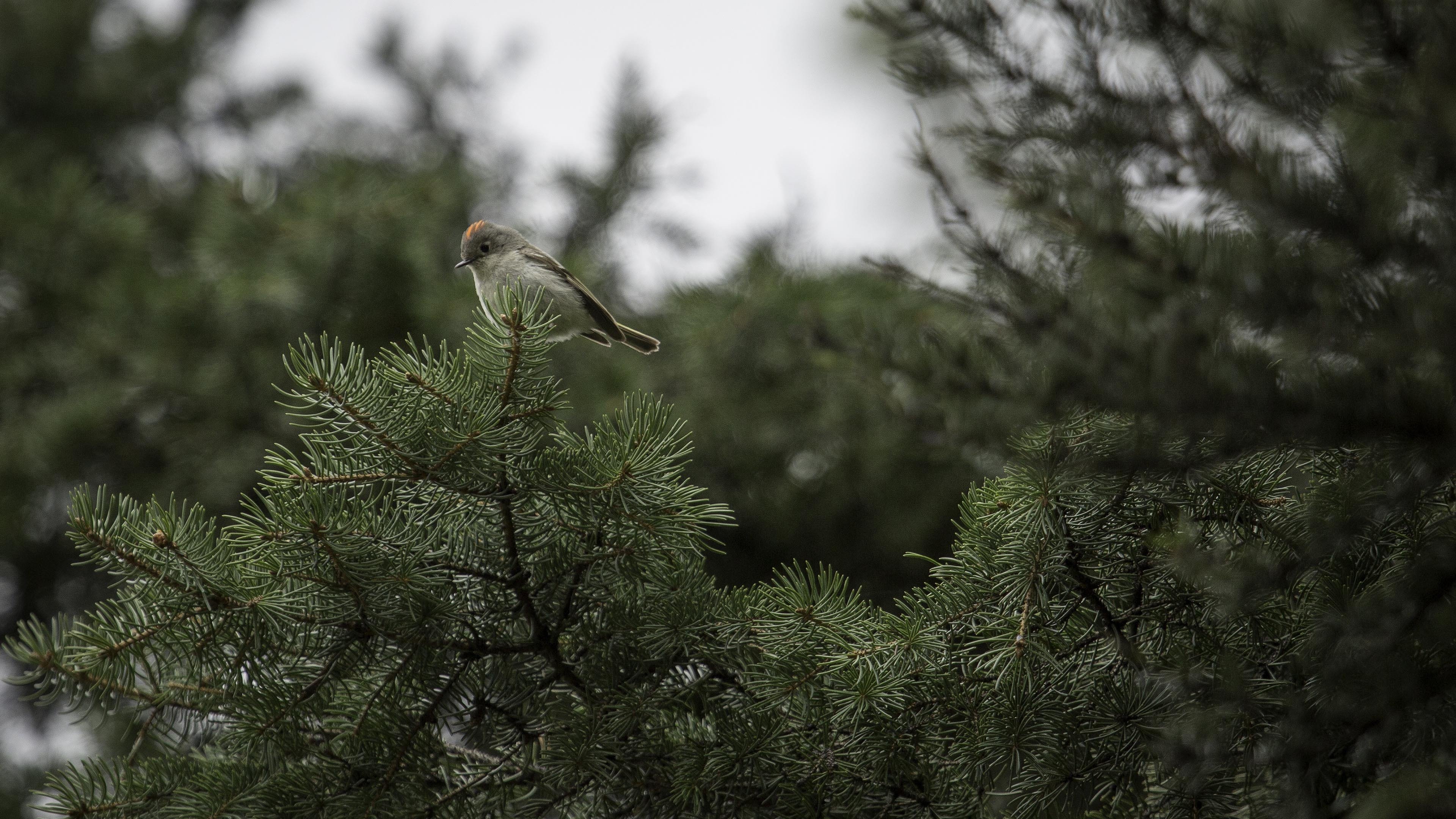 小鸟天地 枝头 松树 树梢