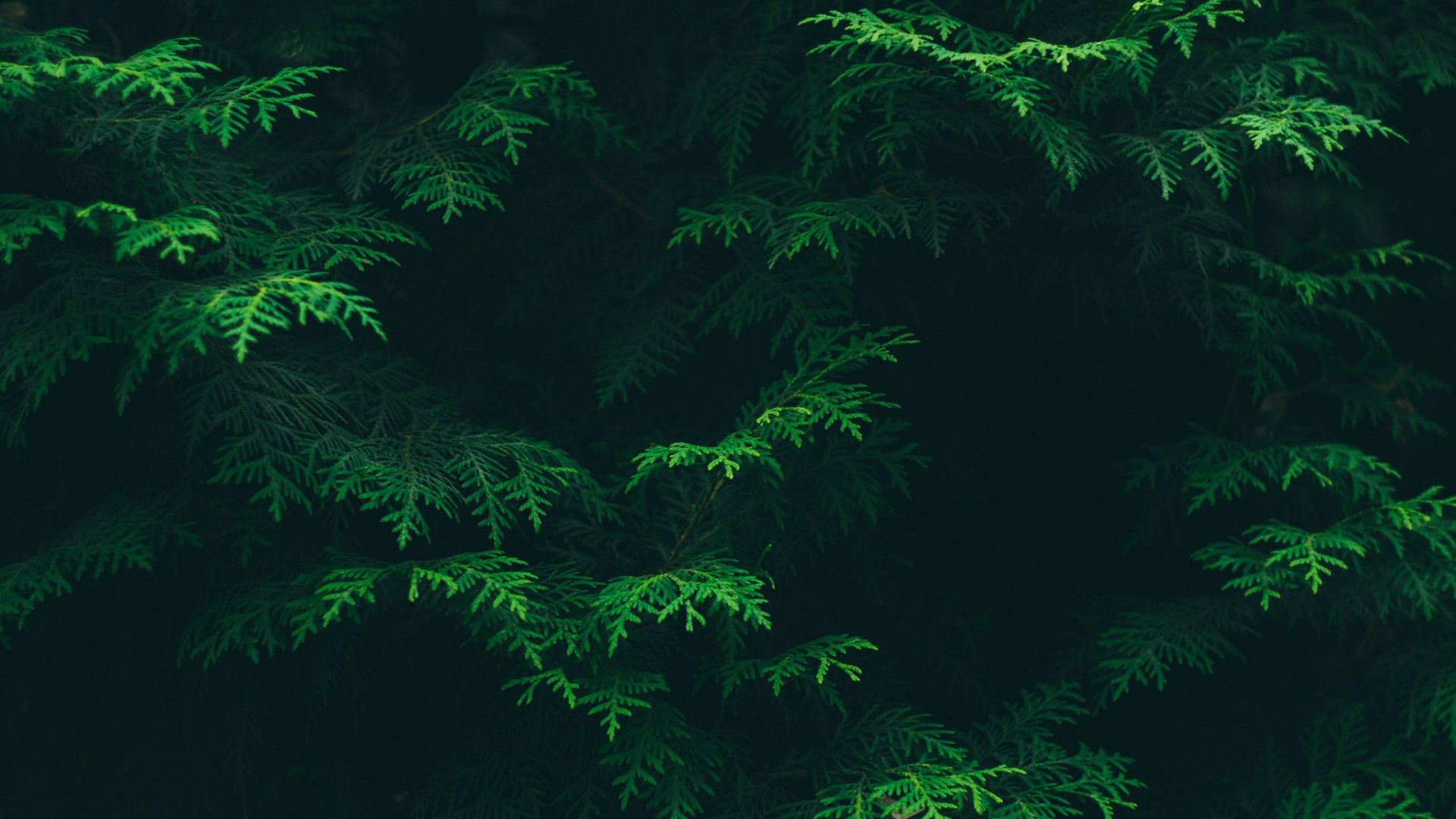 护眼壁纸 松树 树叶 树林 碧绿