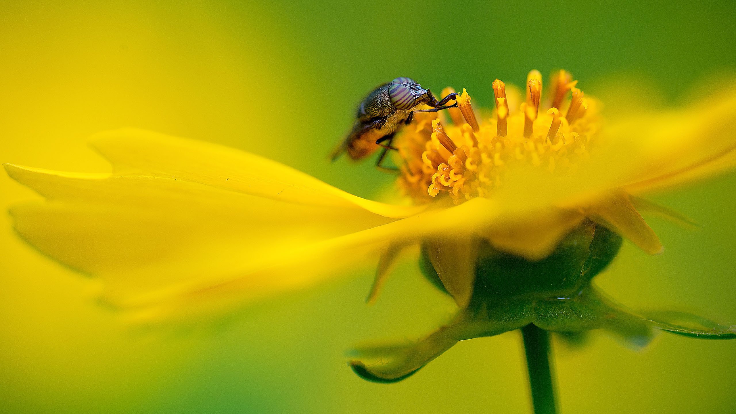 鸟语花香 蜜蜂 菊花 花蕊