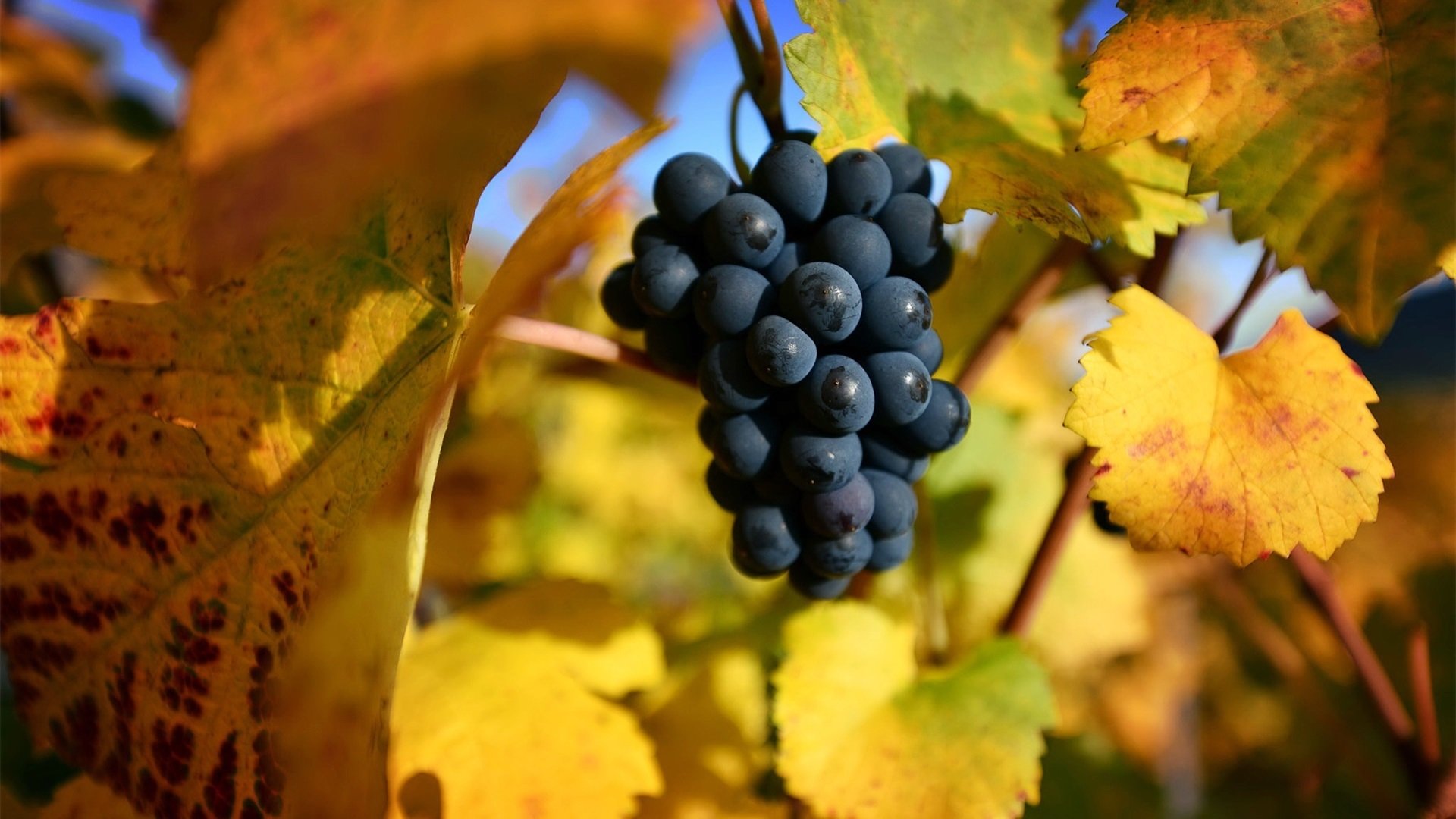 动感水果 葡萄 成熟