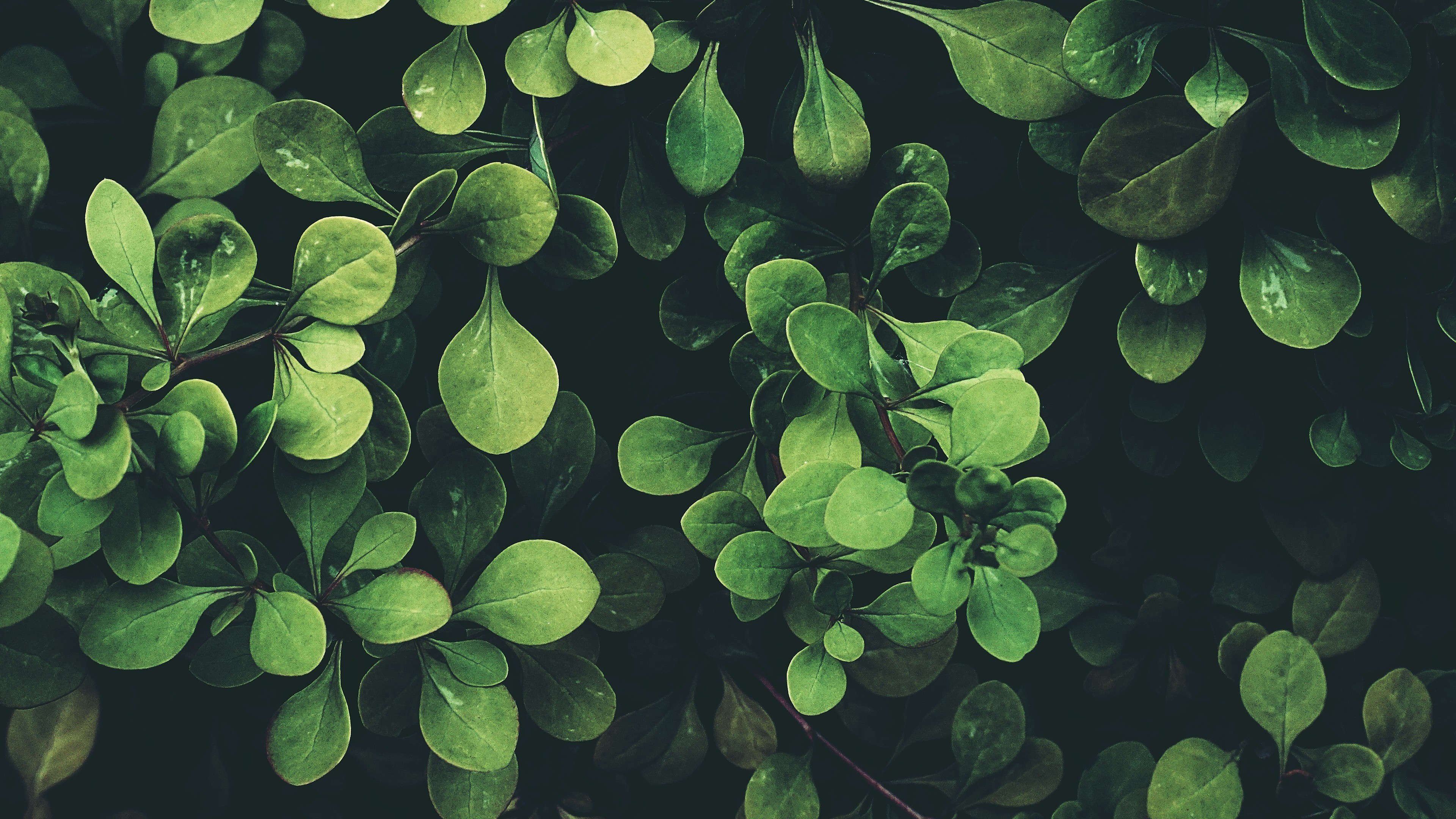 护眼壁纸 绿叶 春天