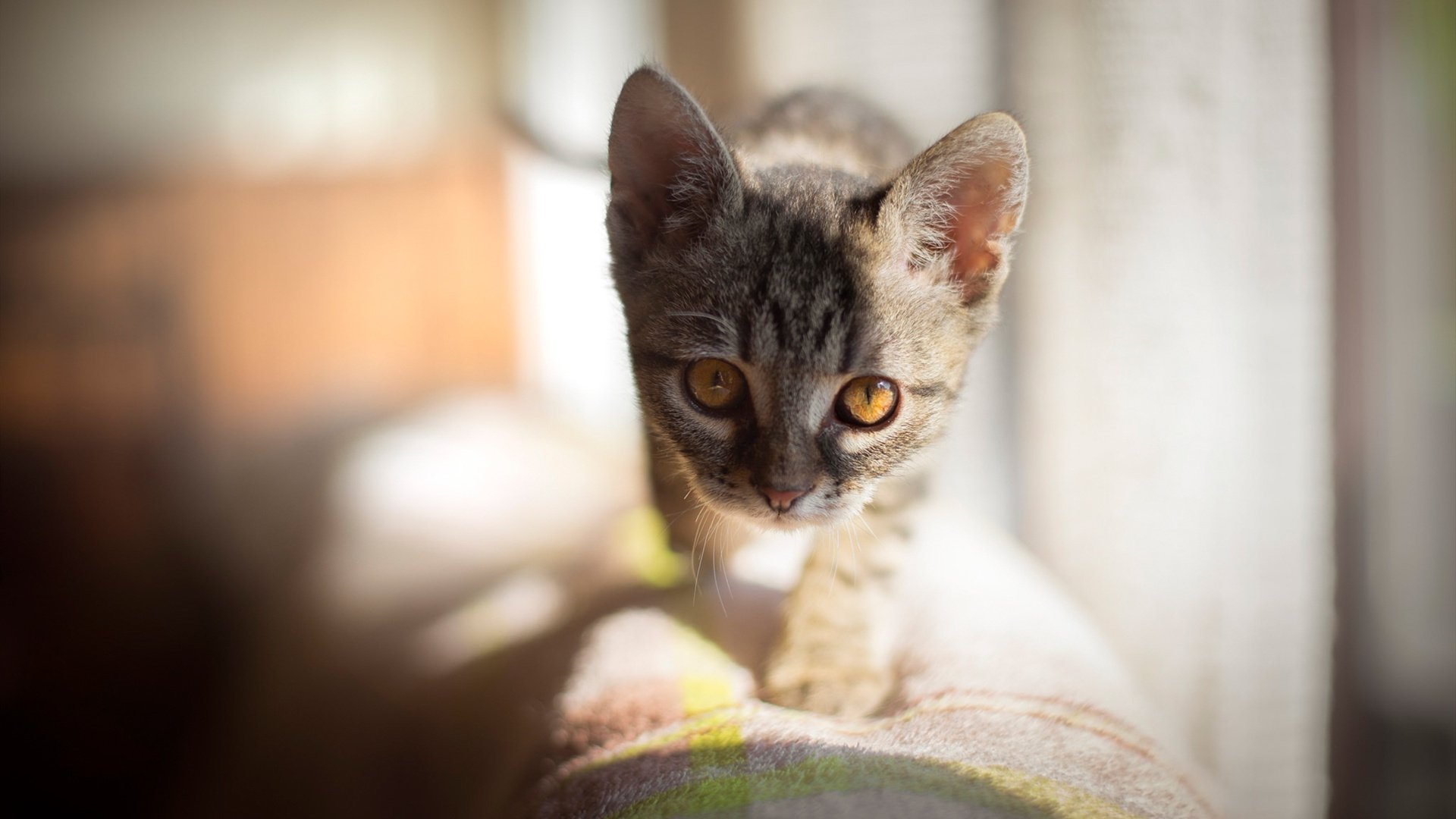 喵星人 奶猫 阳光 沙发