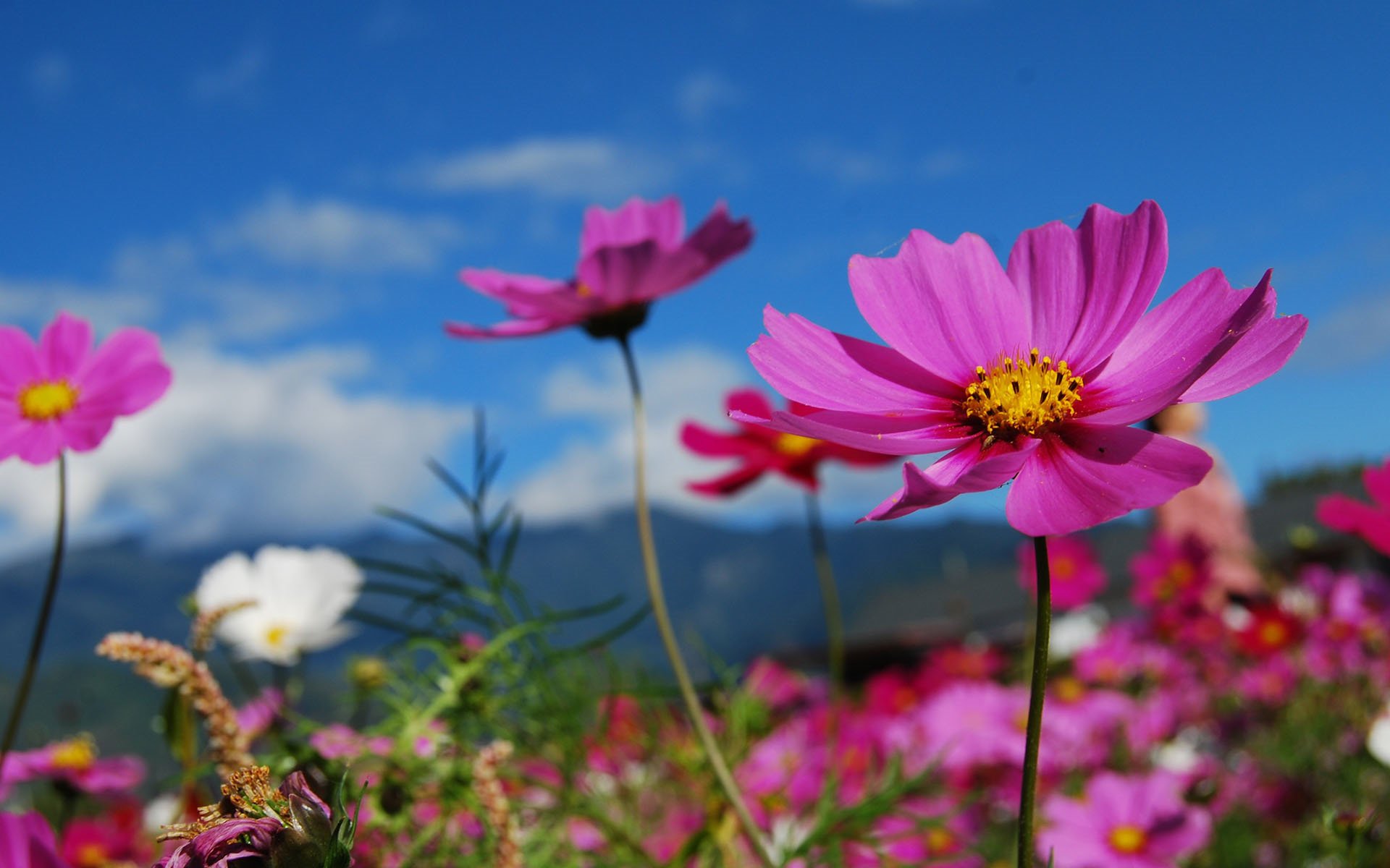 娇艳欲滴 花海 鲜花 花丛
