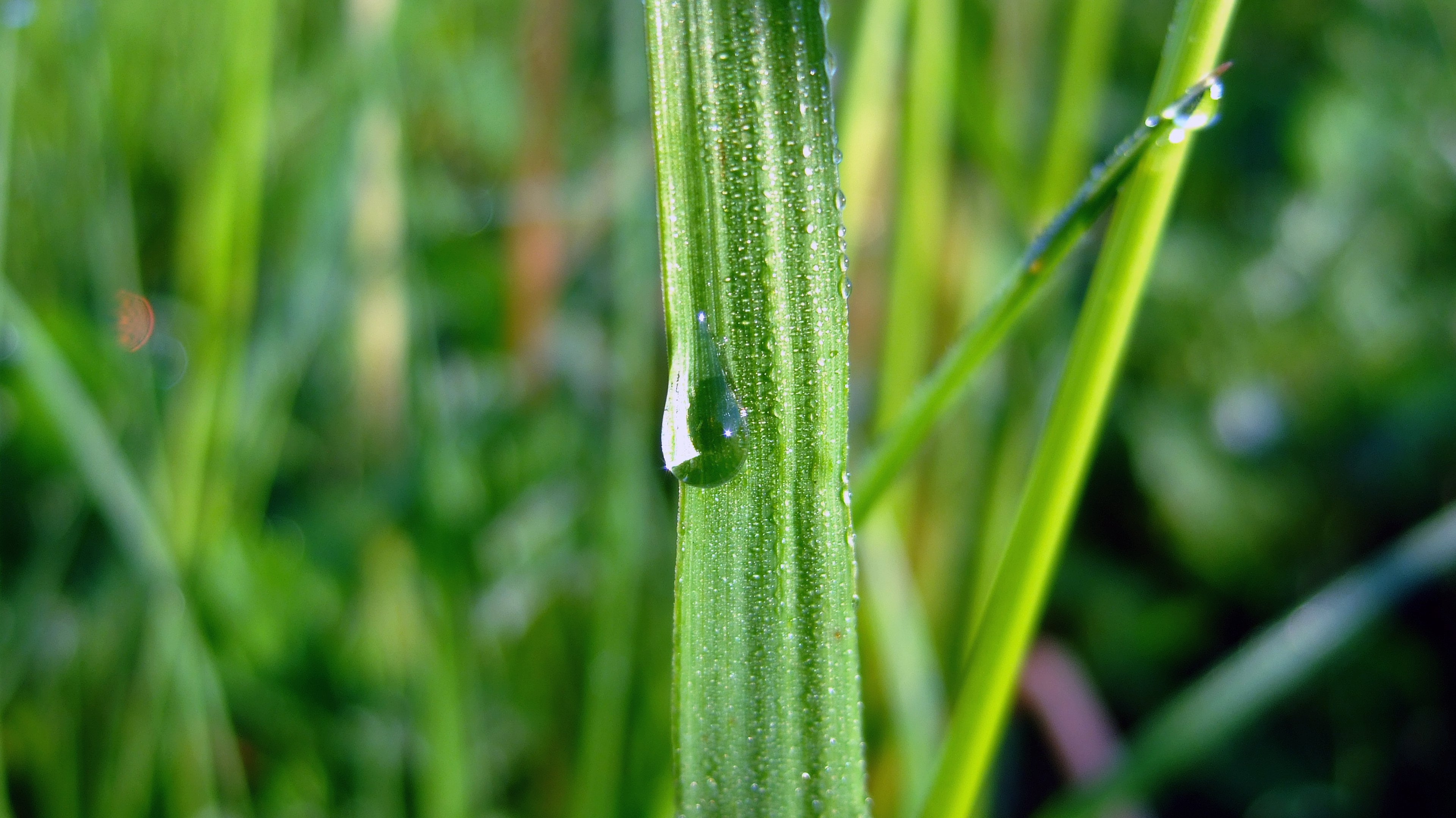 护眼壁纸 水滴 露水