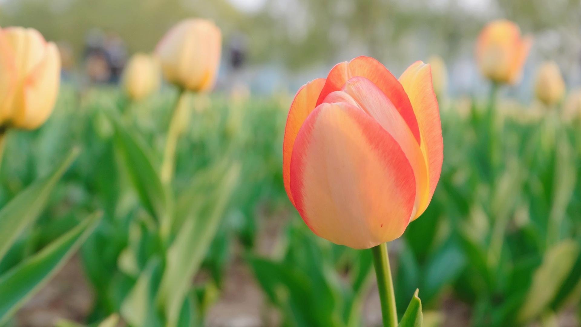 清新淡雅  唯美 多彩  郁金香  养眼