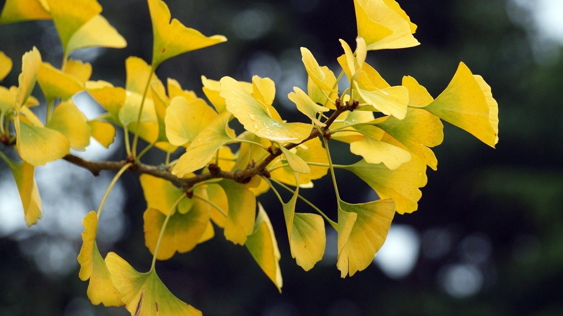 银杏 黄叶 秋天 树叶