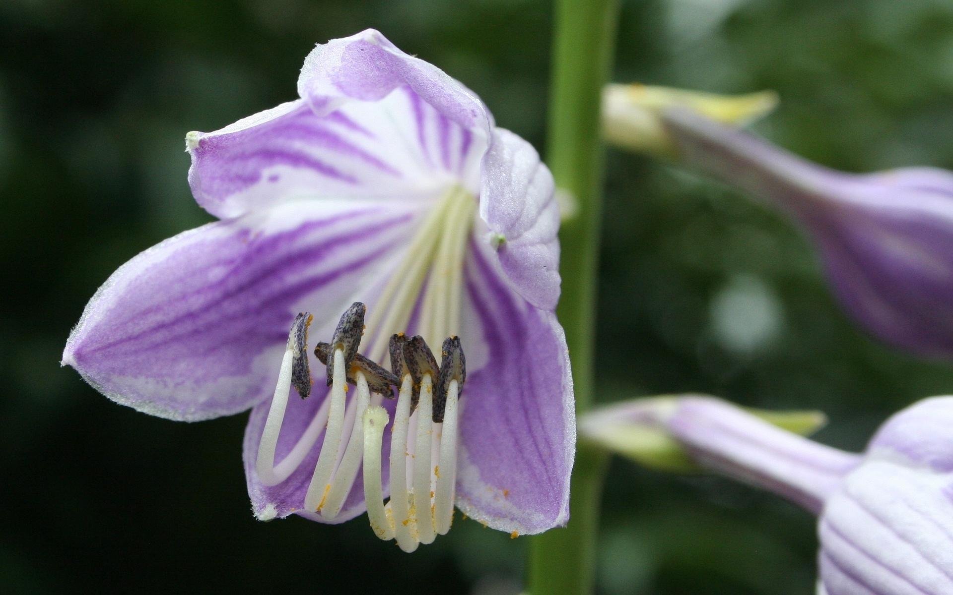 清新淡雅  清新  迷人  玉簪花  紫色