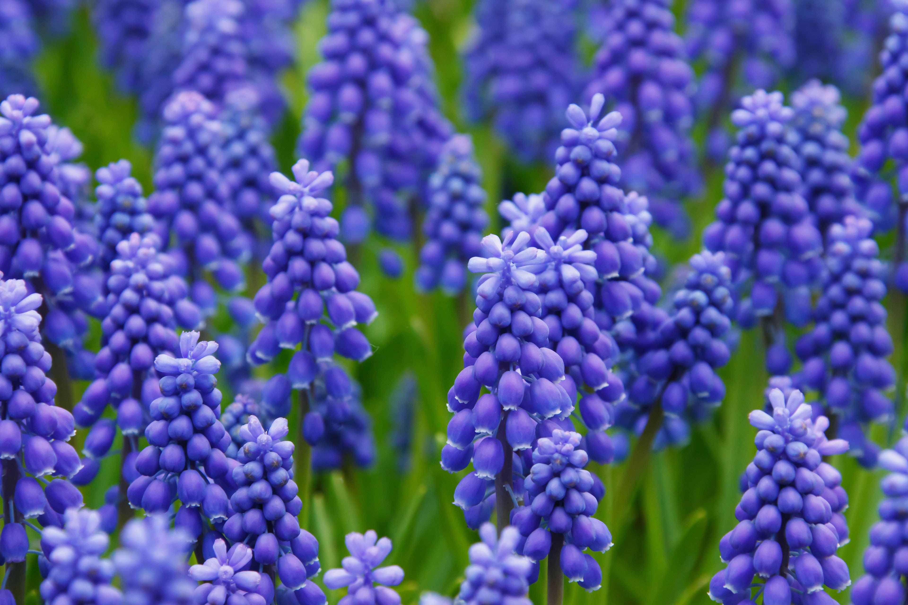 娇艳欲滴 风信子 紫色