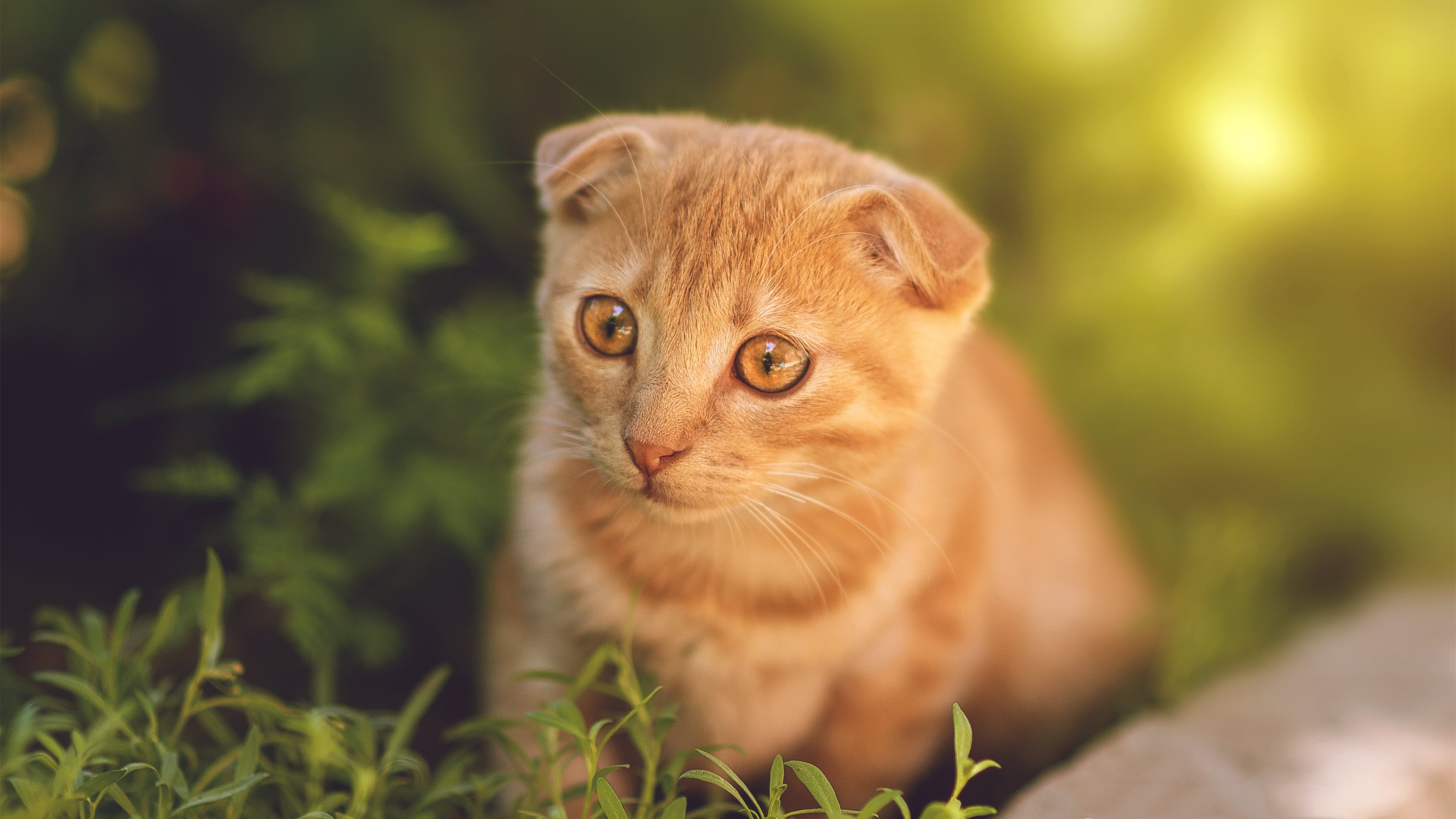 喵星人 小花猫 呆萌