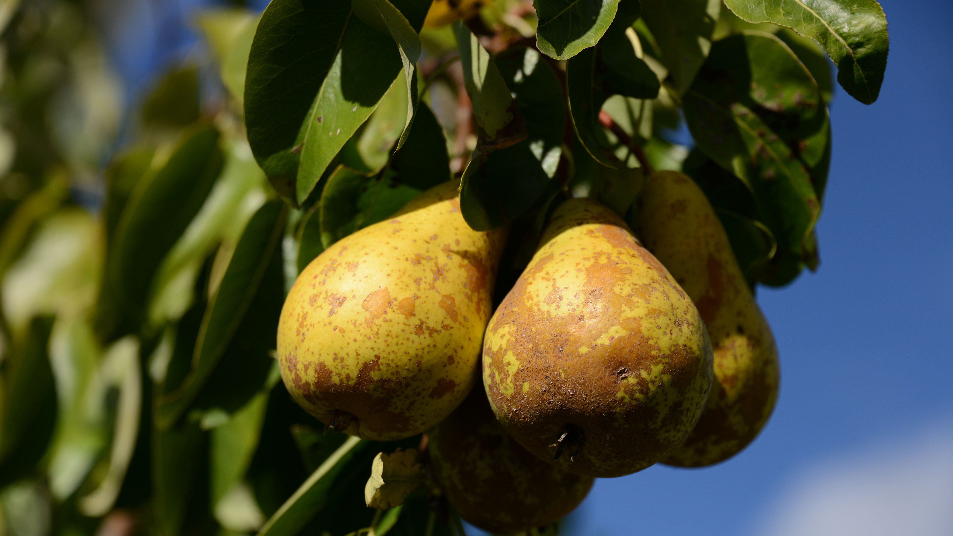 动感水果 梨子 梨树