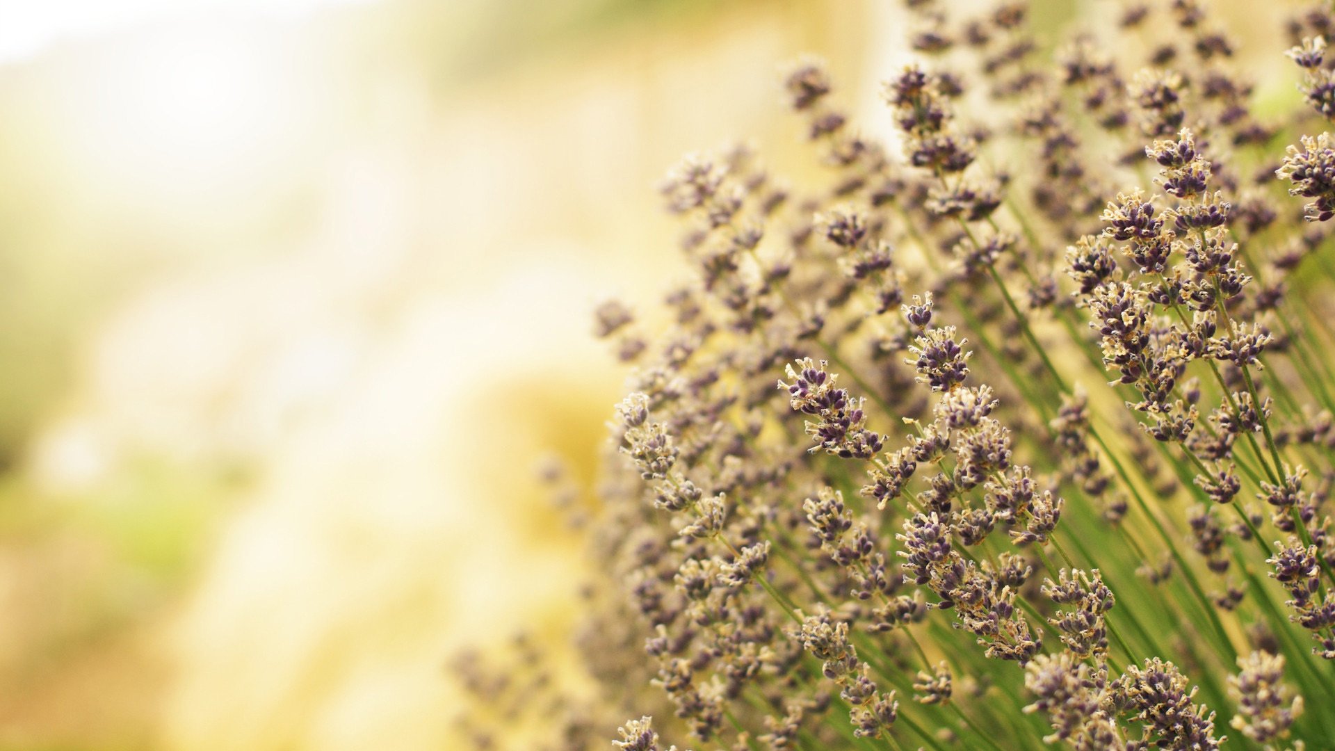鸟语花香 薰衣草