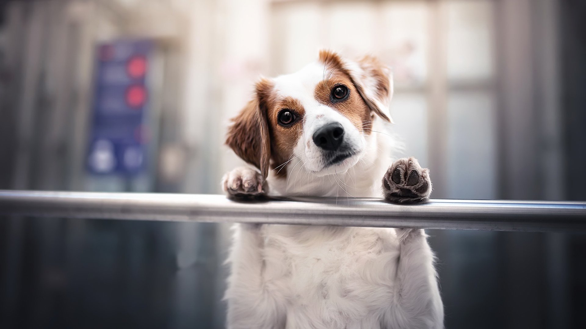 汪星人 狗狗 可爱 疑问