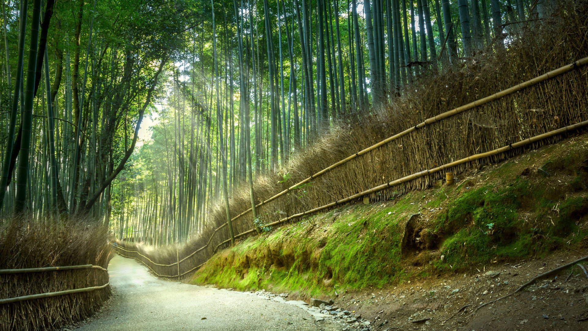 炎炎夏日  美丽竹林  风景   避暑  护眼