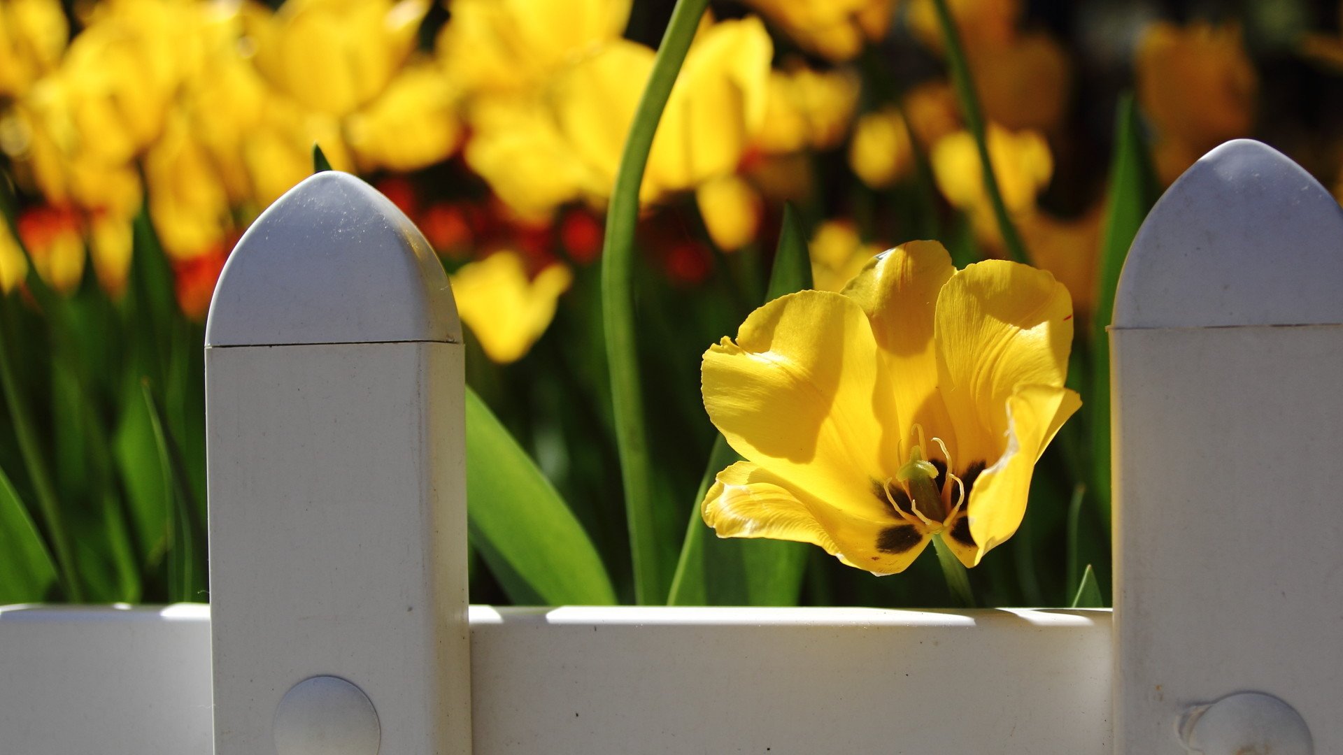 清新  小花  阳光