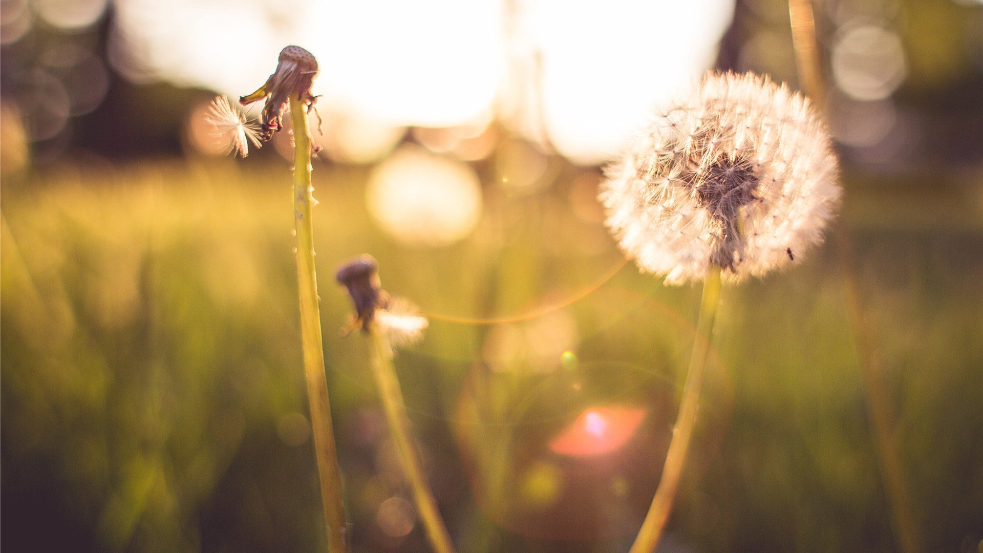 舒缓压力 蒲公英