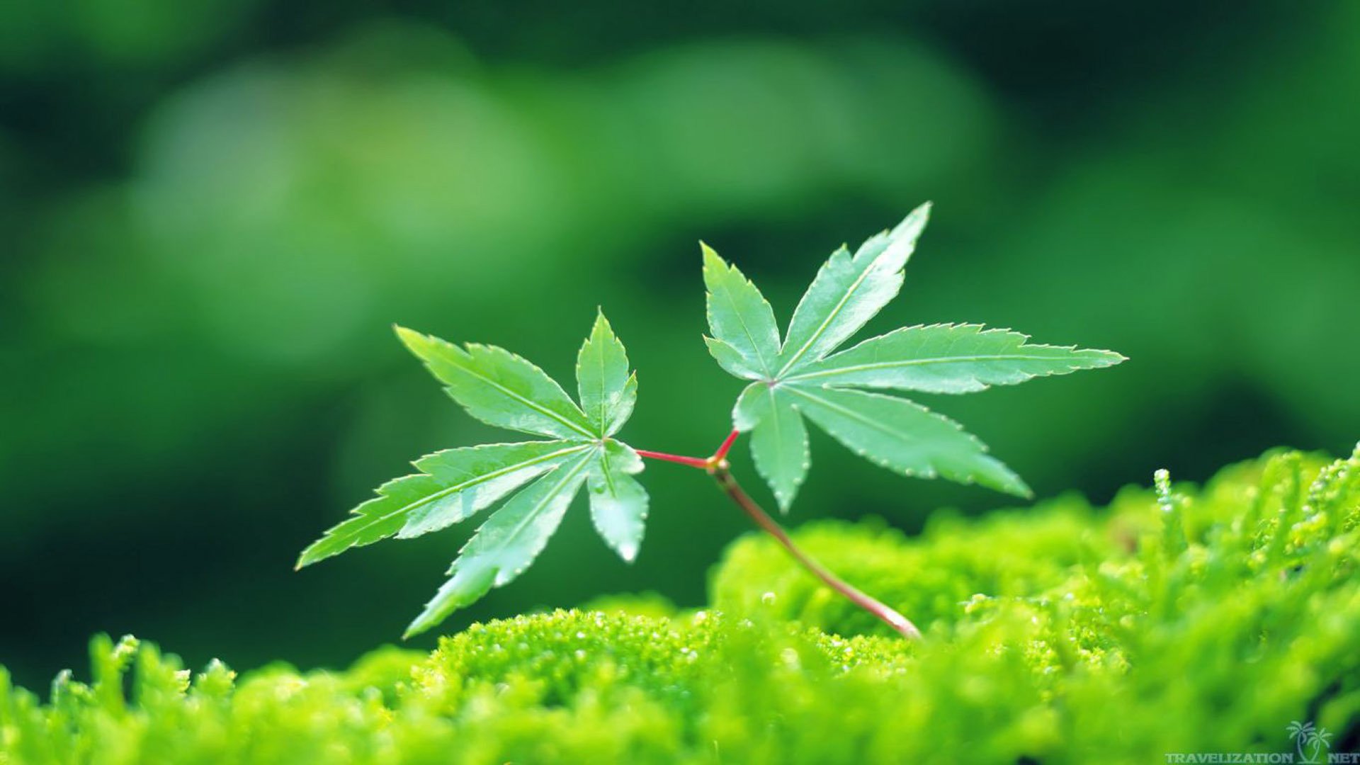 护眼壁纸 树叶 嫩芽 青苔