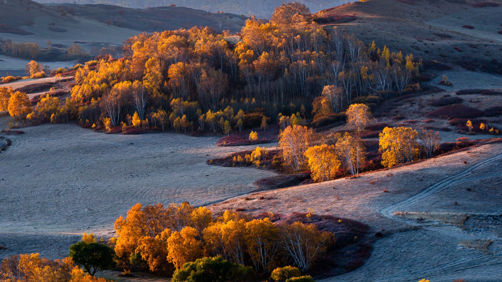 秋意正浓 白桦林 戈壁 绿洲