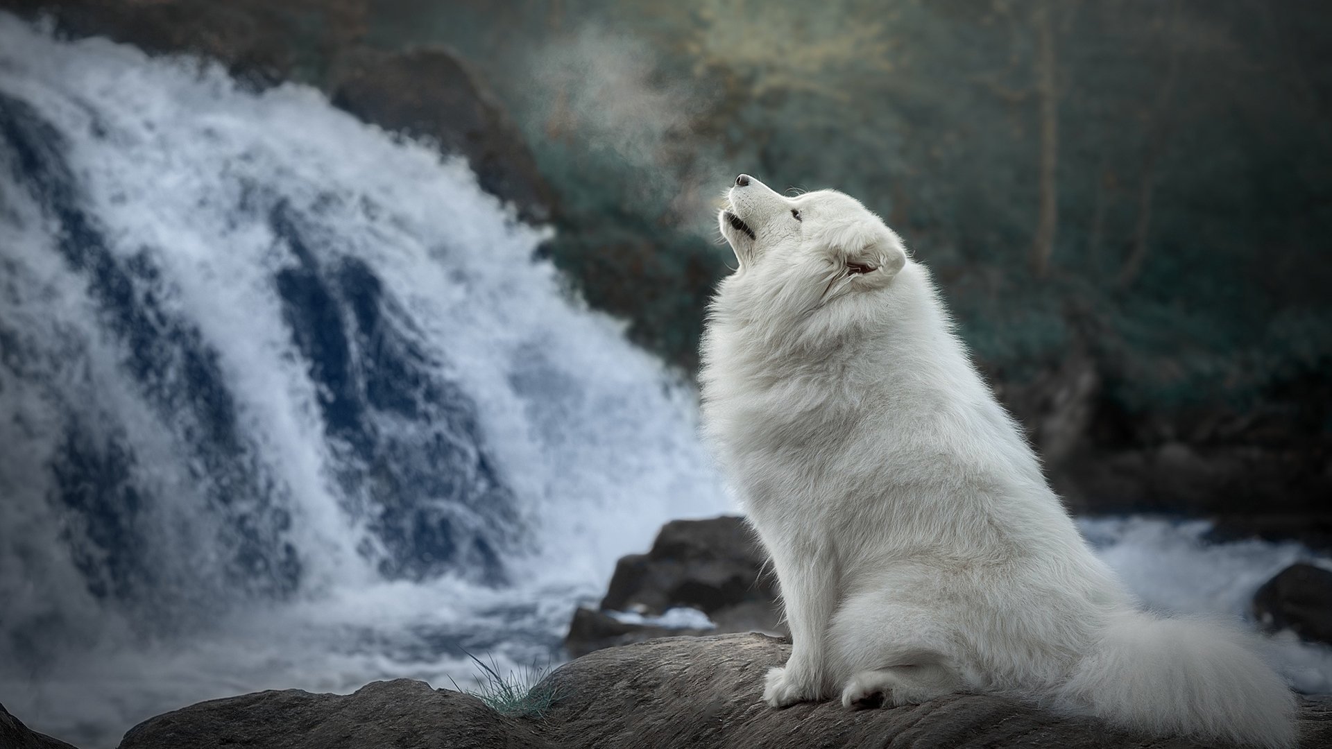 汪星人 瀑布 白狗狗