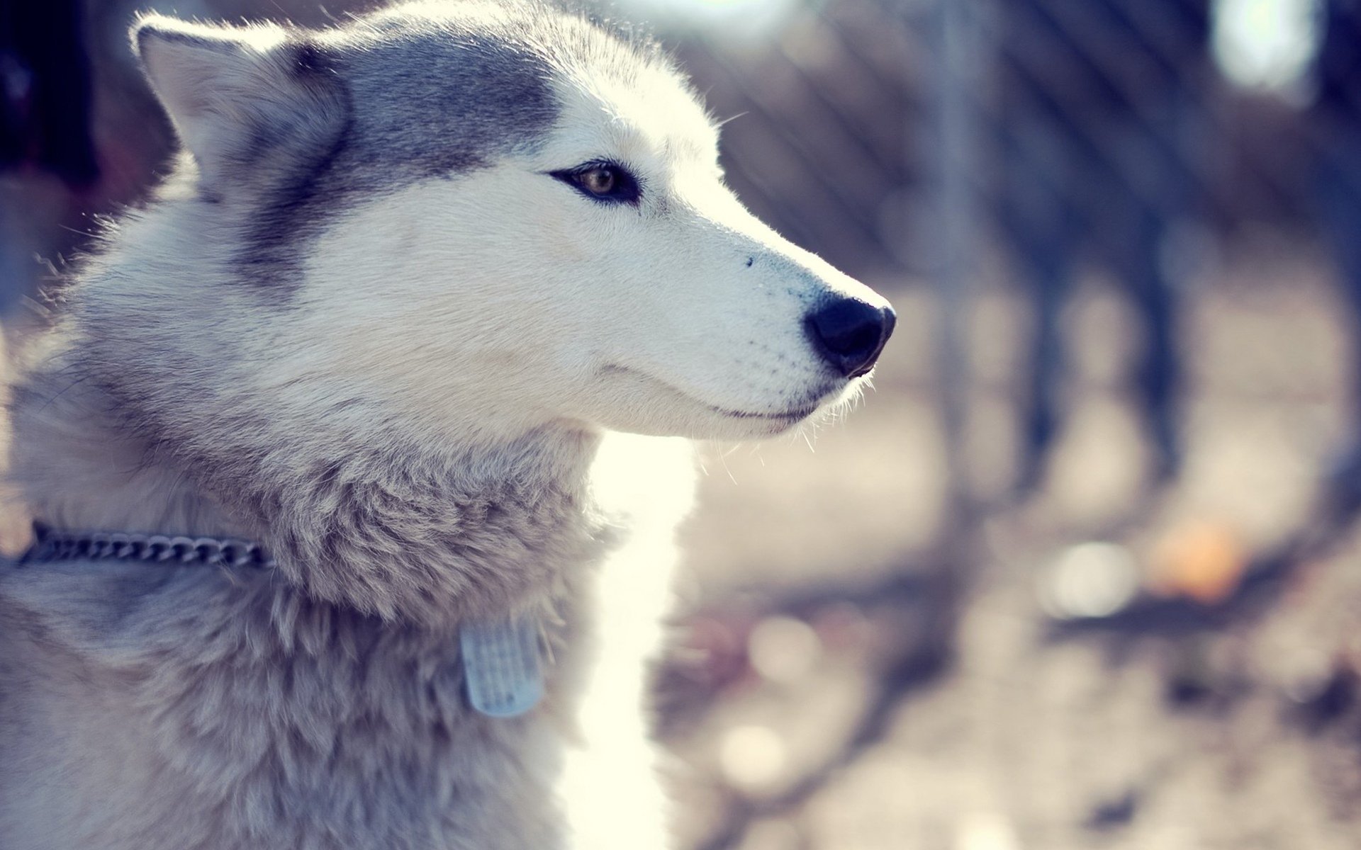 汪星人 狗 浪 哈士奇