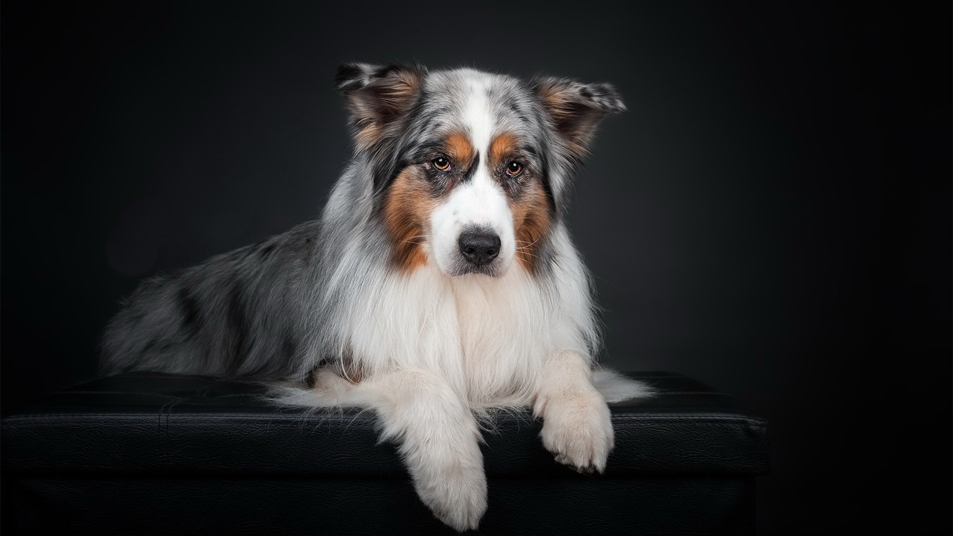 汪星人 可爱 狗狗 特写