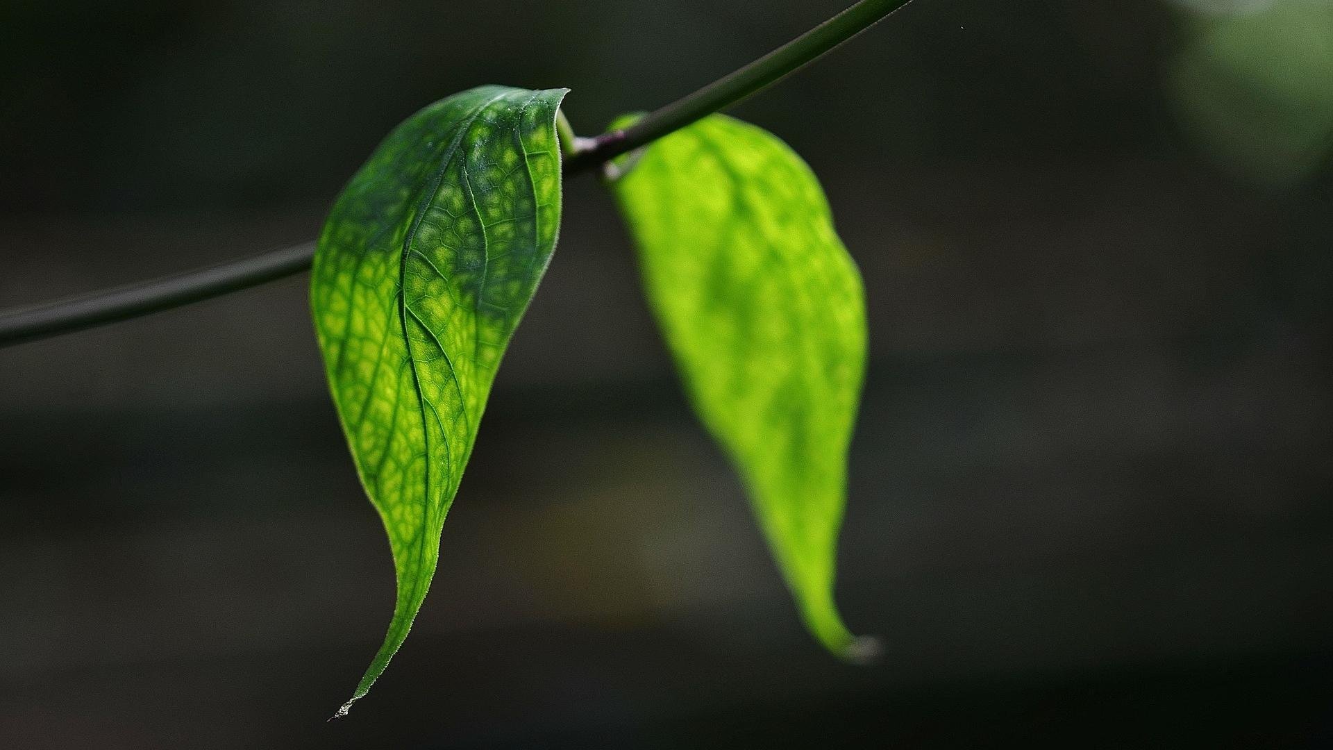 清新护眼   绿色  叶子