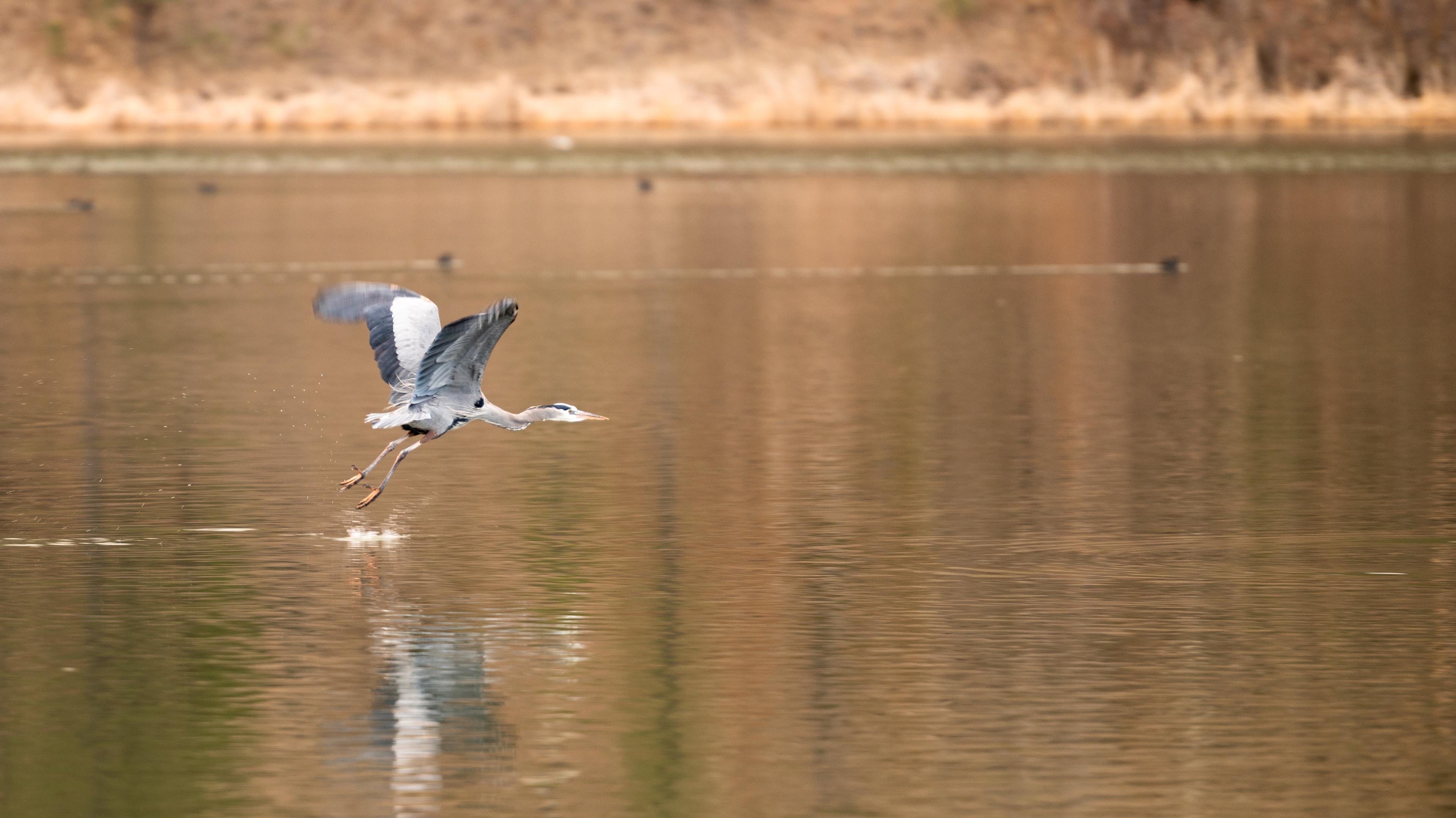 小鸟天地 飞鹤 倒影
