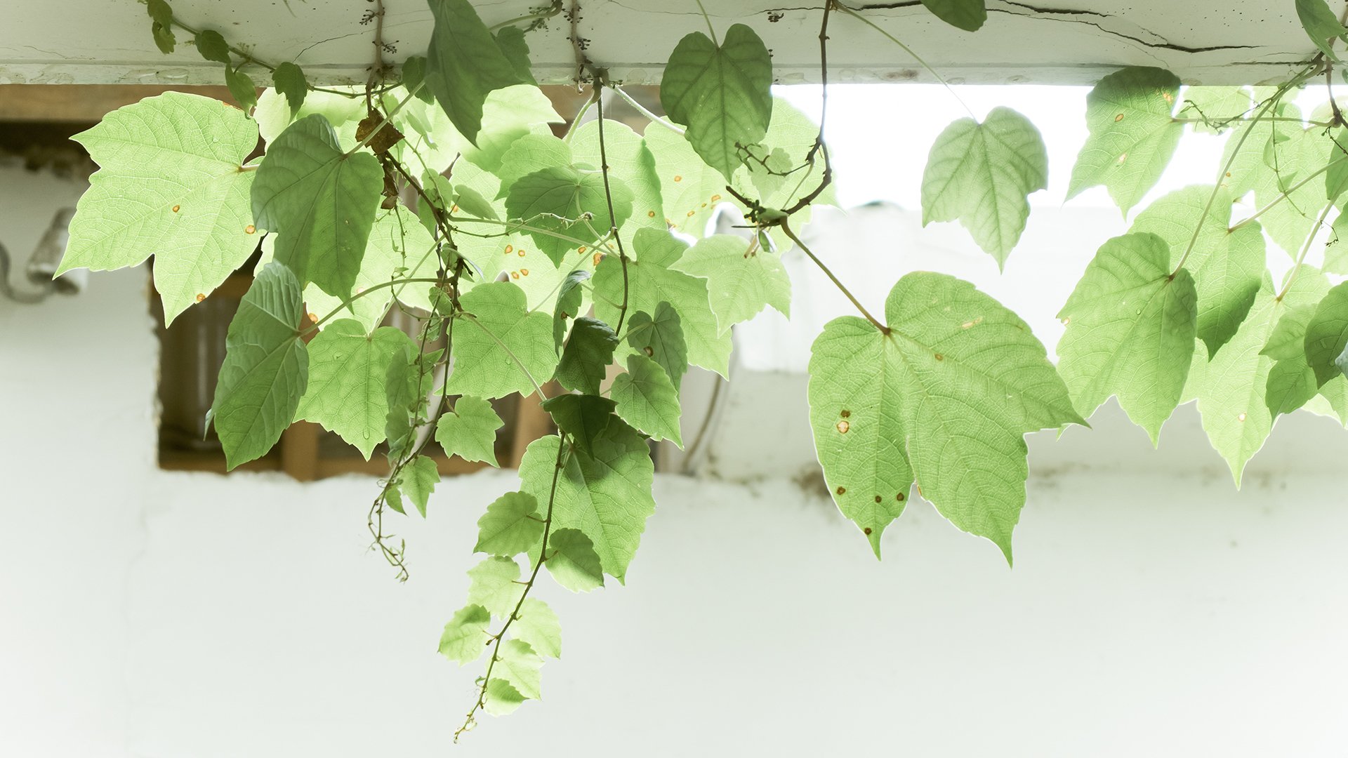 清新淡雅 绿色 护眼 生机 叶子