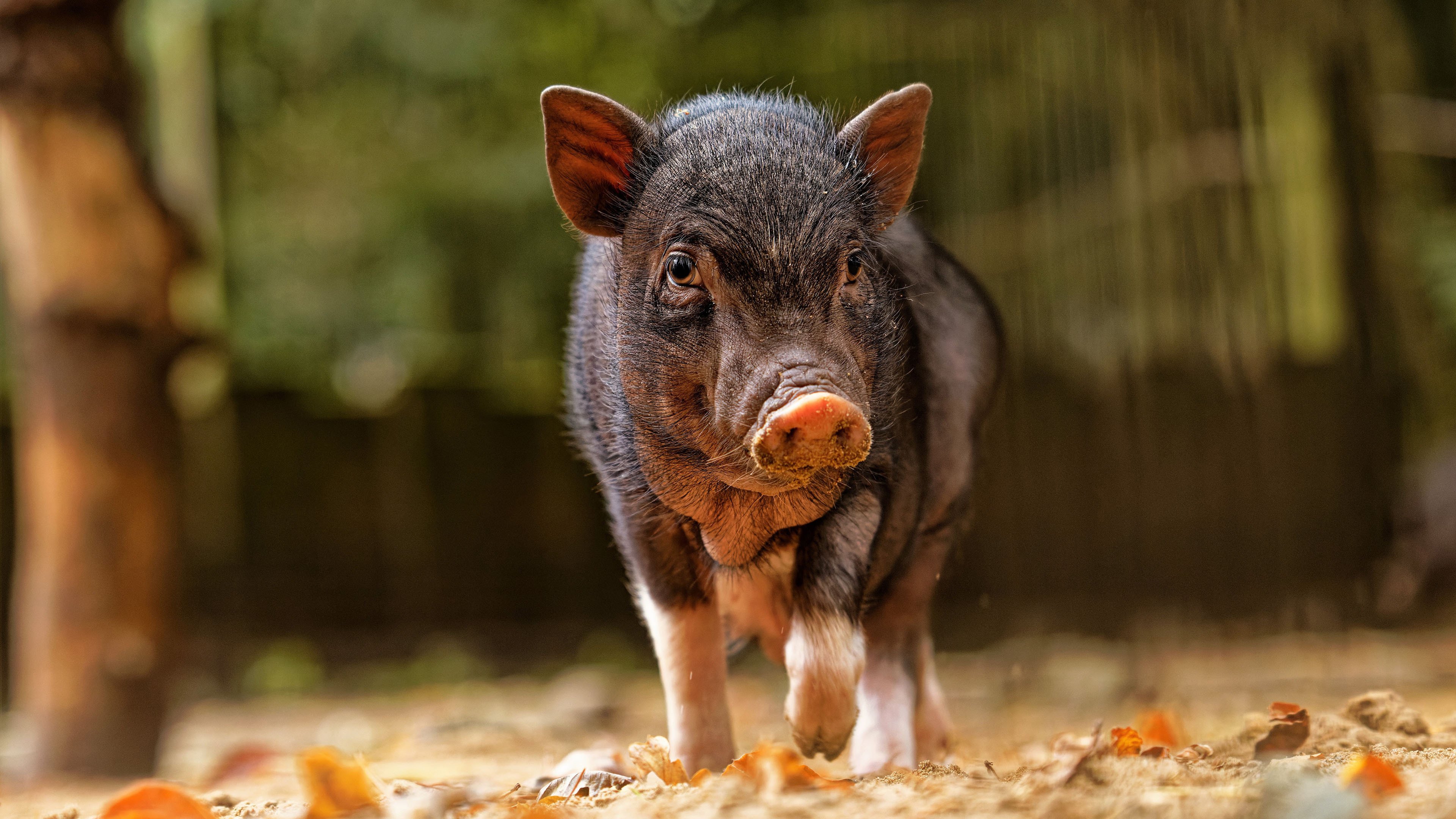 古灵精怪 小黑猪 可爱小宝宝
