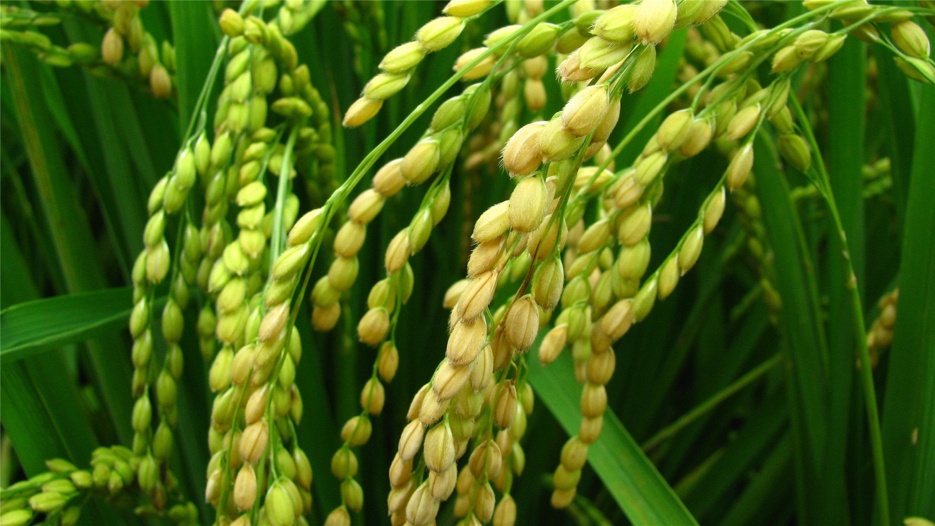 护眼壁纸  舒缓  稻苗  绿色  清新