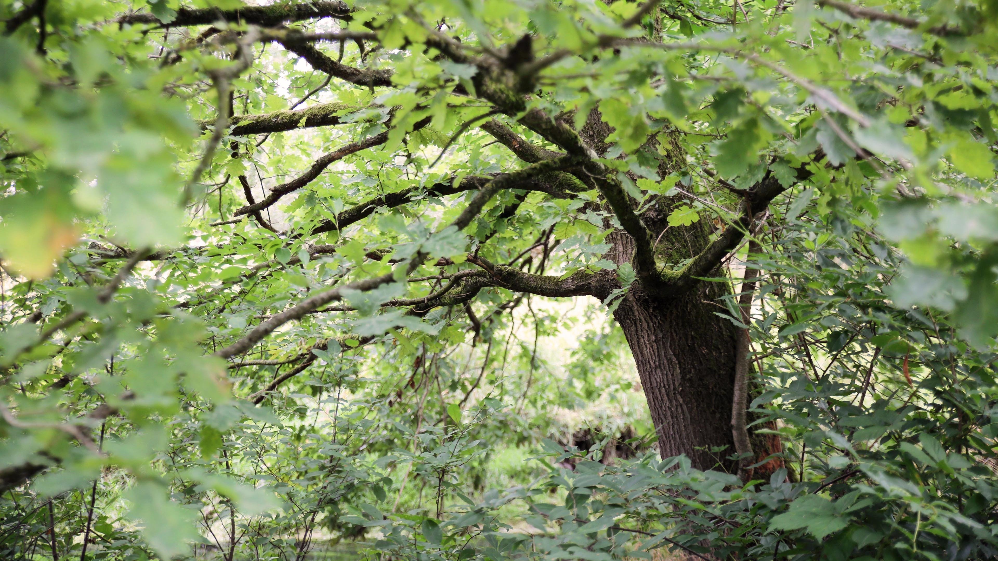 炎炎夏日 大树 树叶 森林 大自然