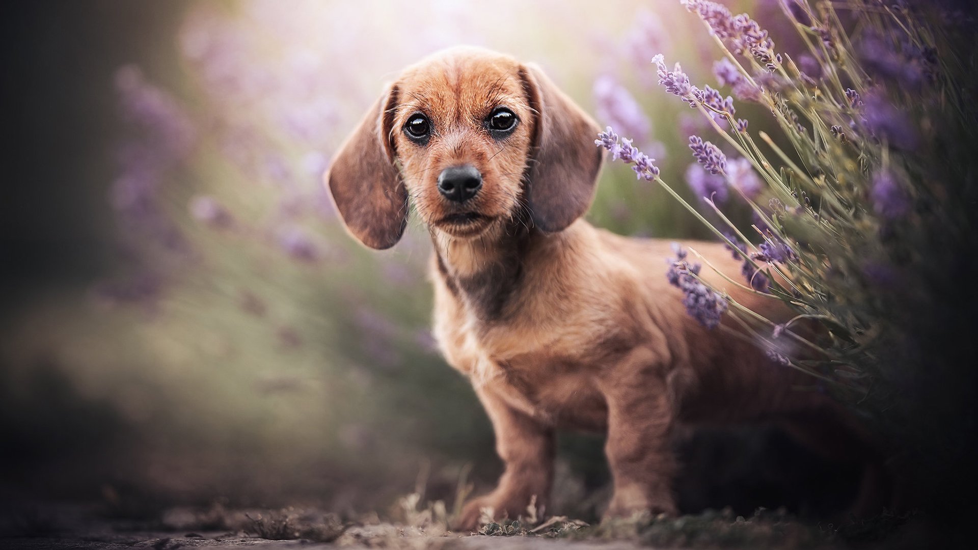 汪星人 薰衣草 短腿狗