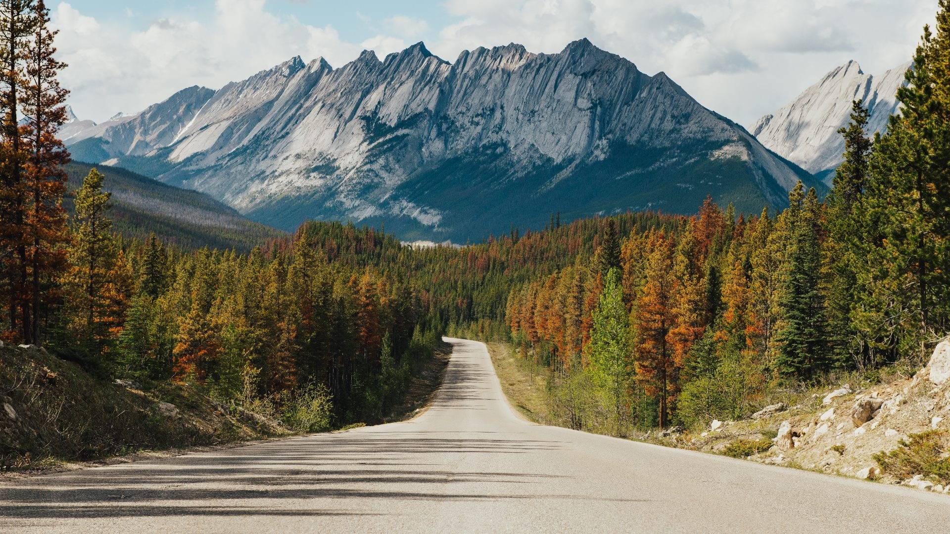 秋意正浓 雪山 树林 公路 道路