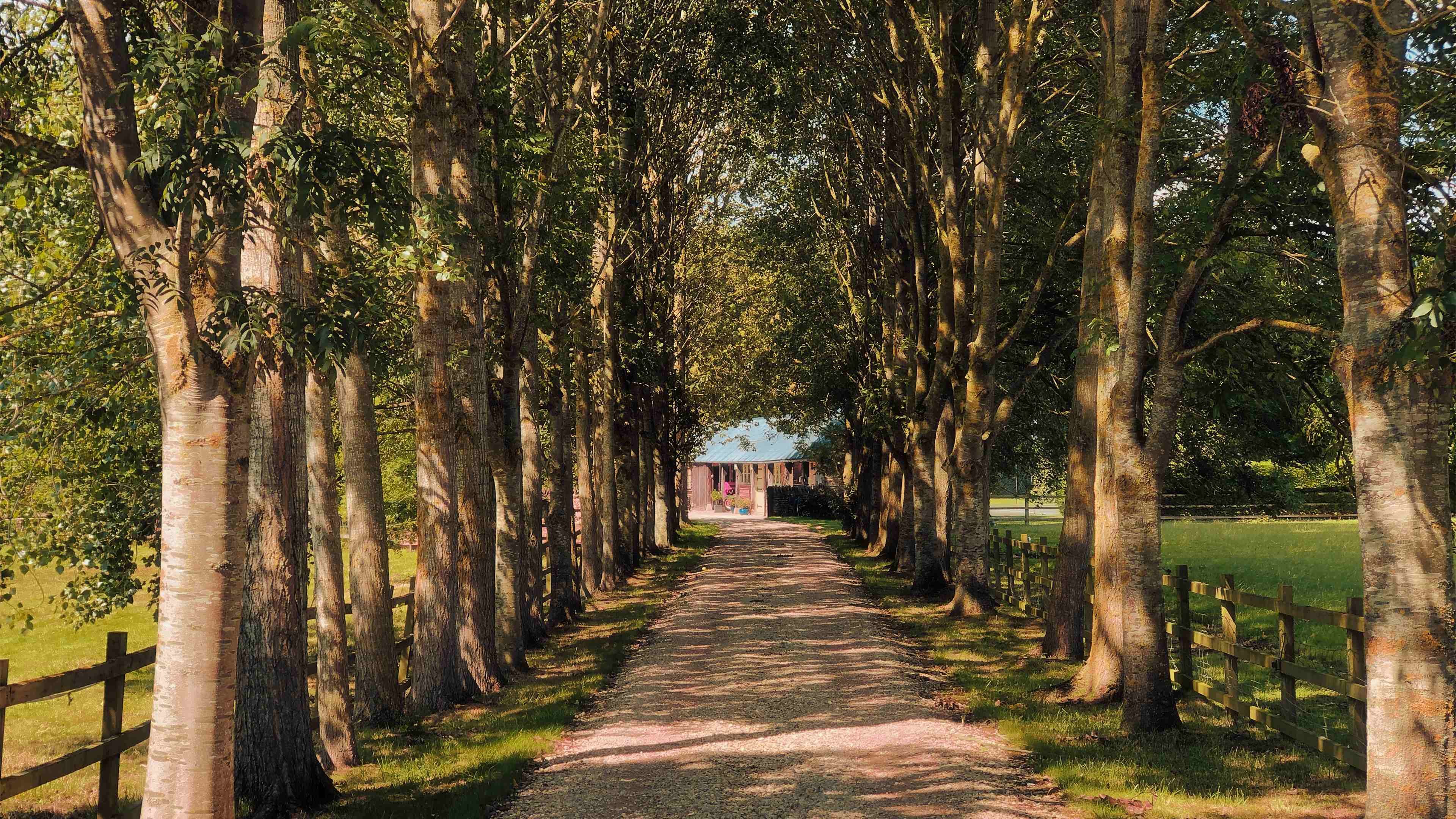 树林 小屋 行道树 树荫