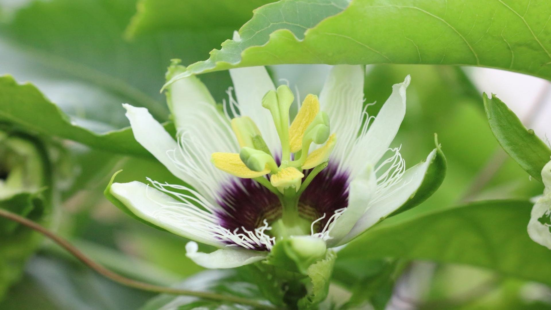 清新淡雅 百香果花 清新 绿色