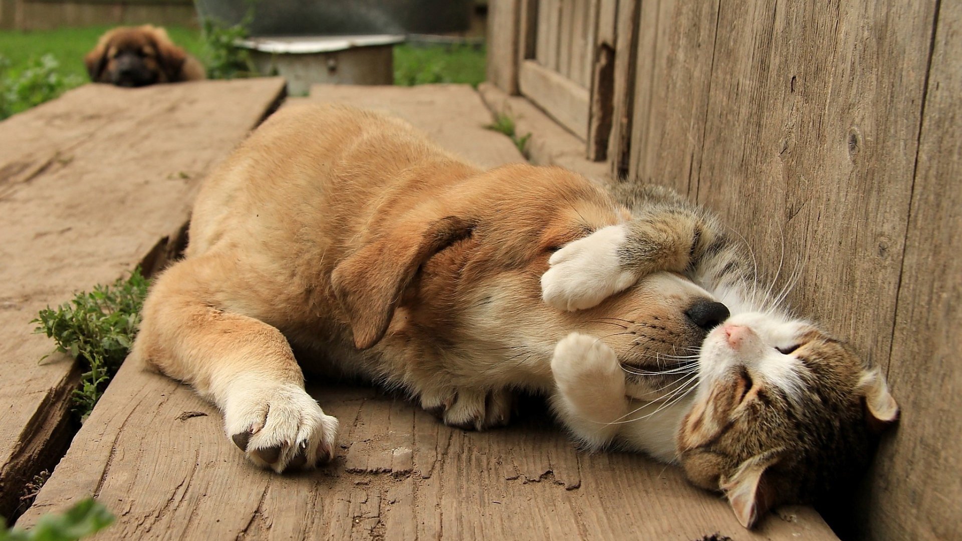 古灵精怪 狗狗 猫咪 睡懒觉