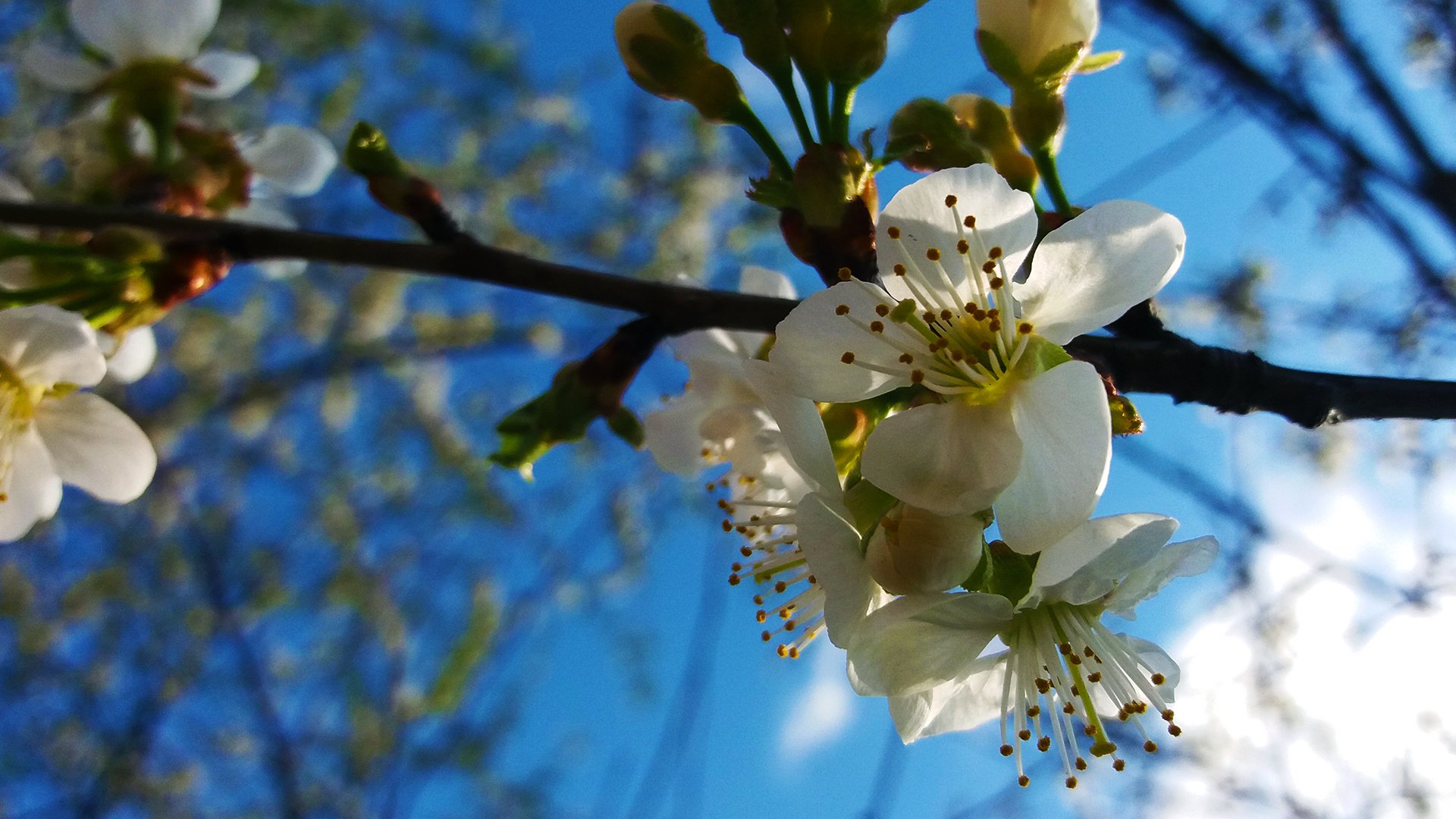 娇艳欲滴 樱花 花蕊