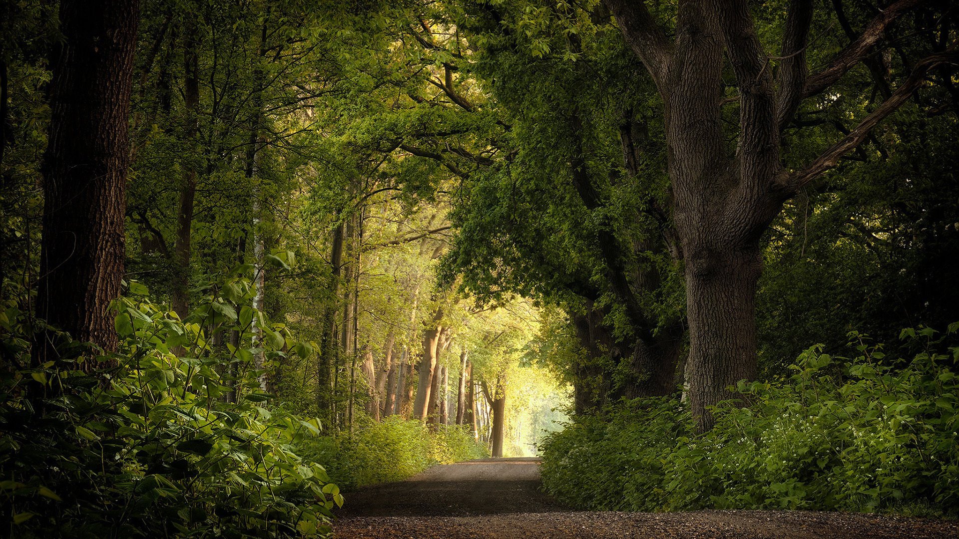 自然风光 树林 清晨 小路