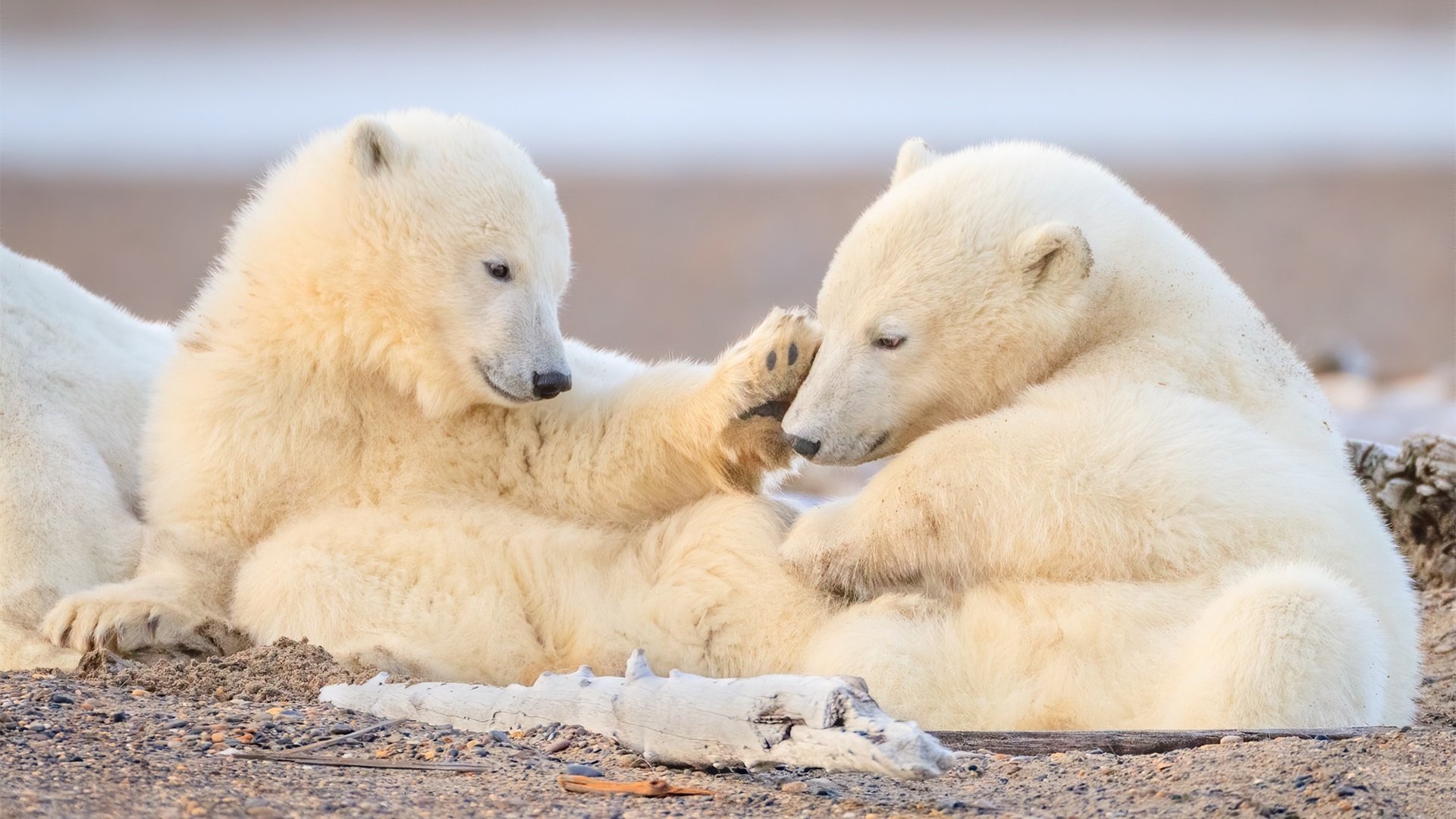 野生动物 北极熊