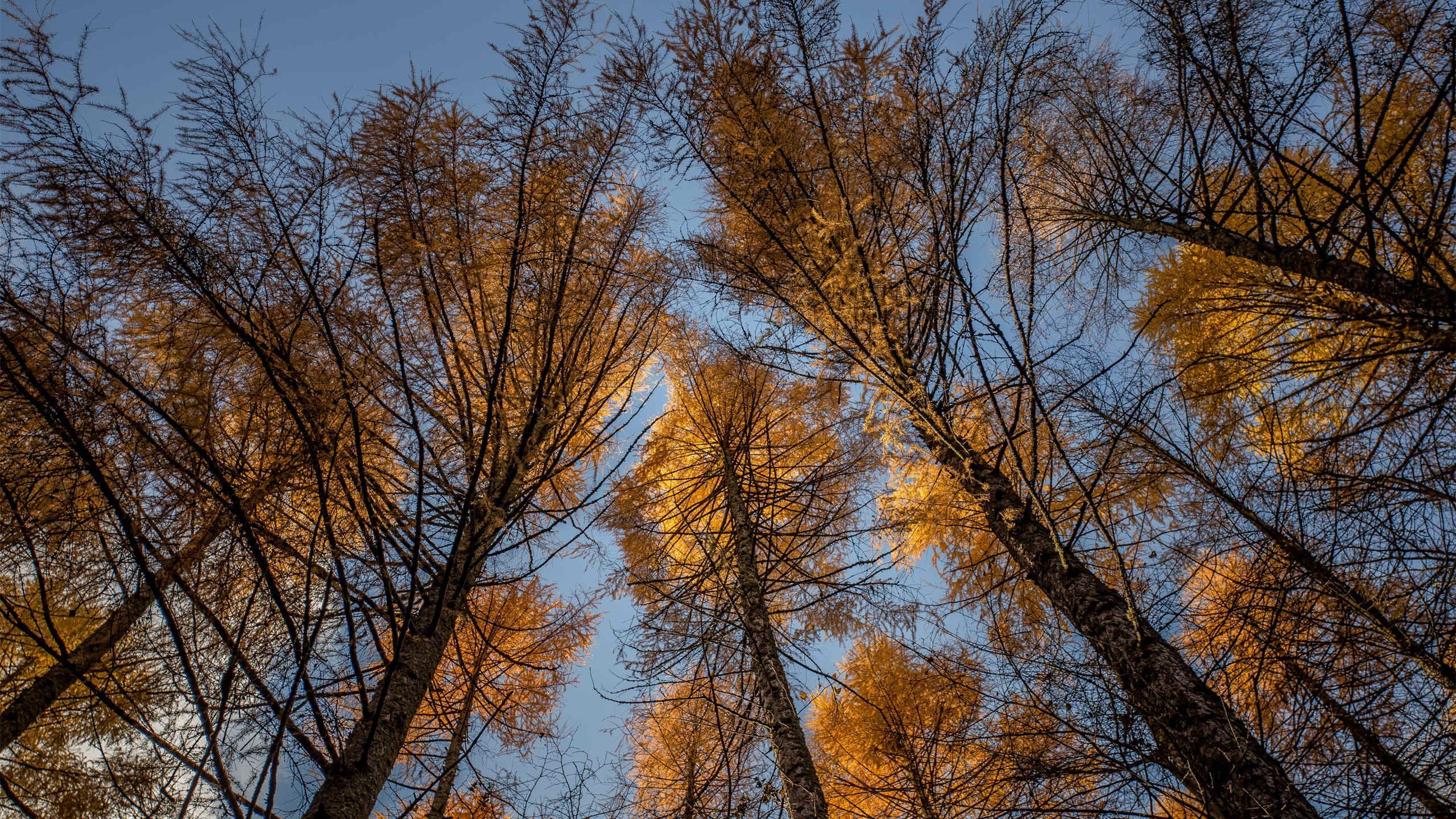 秋意正浓 树林 金秋 树梢 仰望