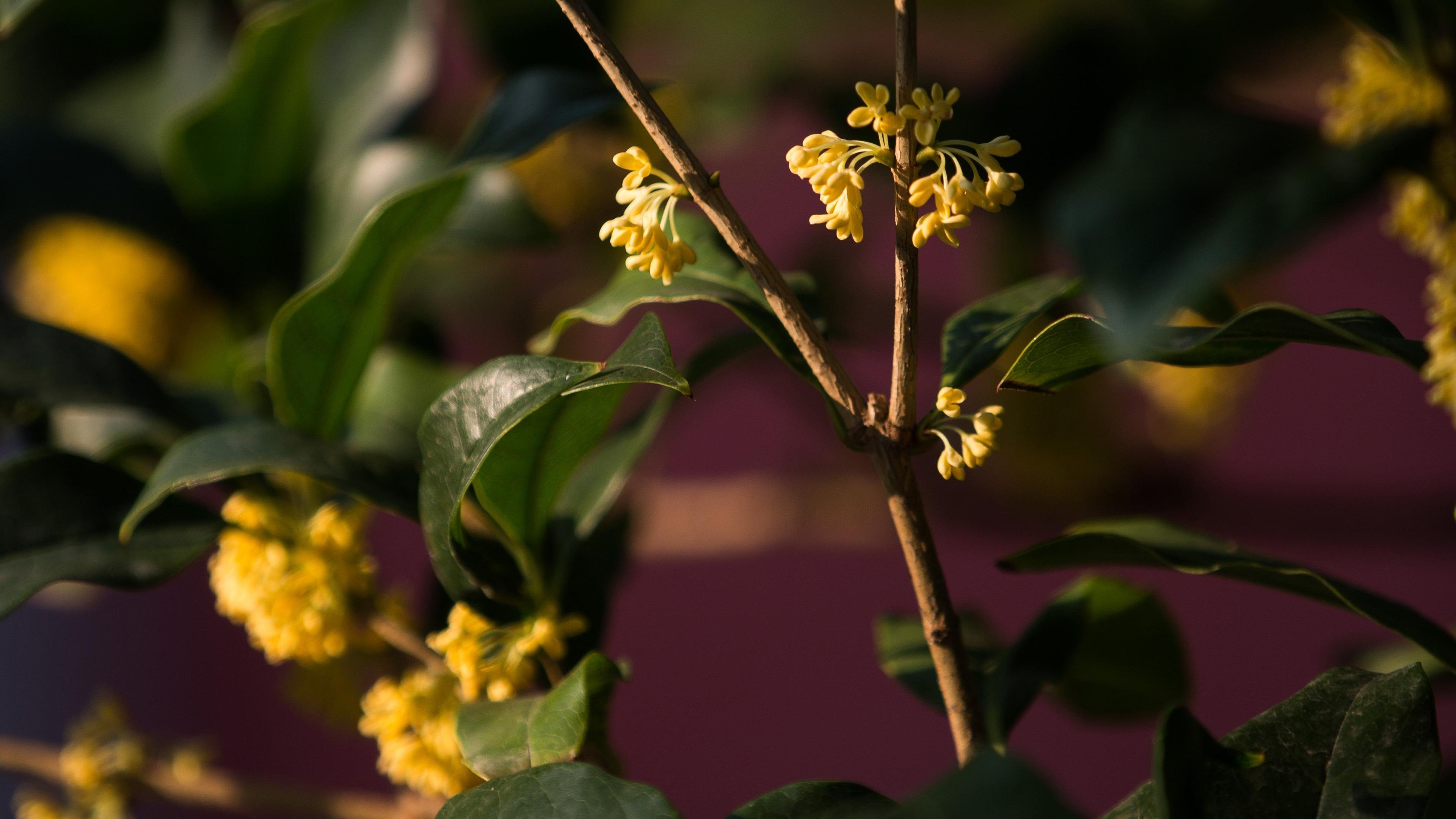 唯美桂花  清新迷人