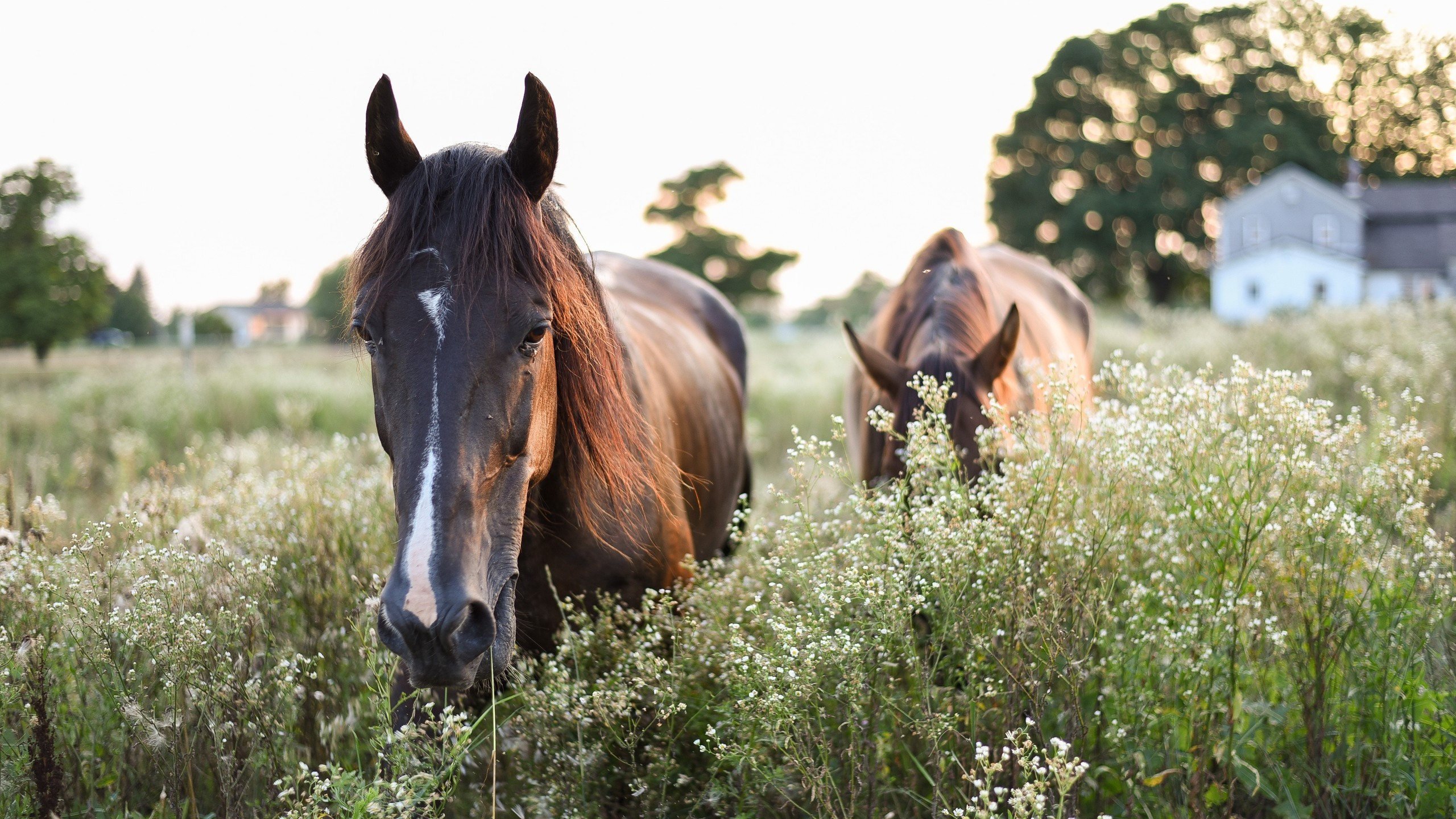 野生动物 马 骏马 庄园 花田
