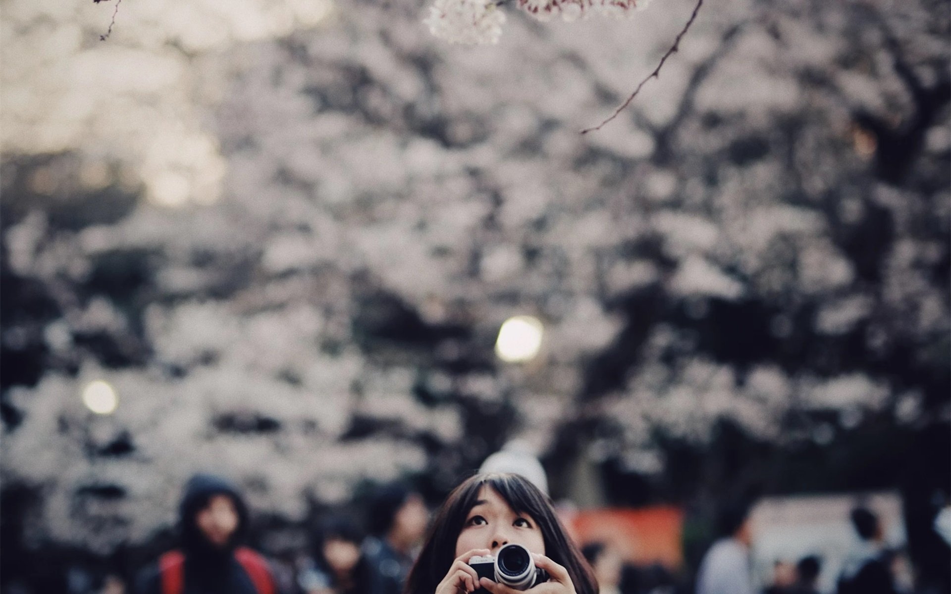 清新淡雅 拍照 樱花